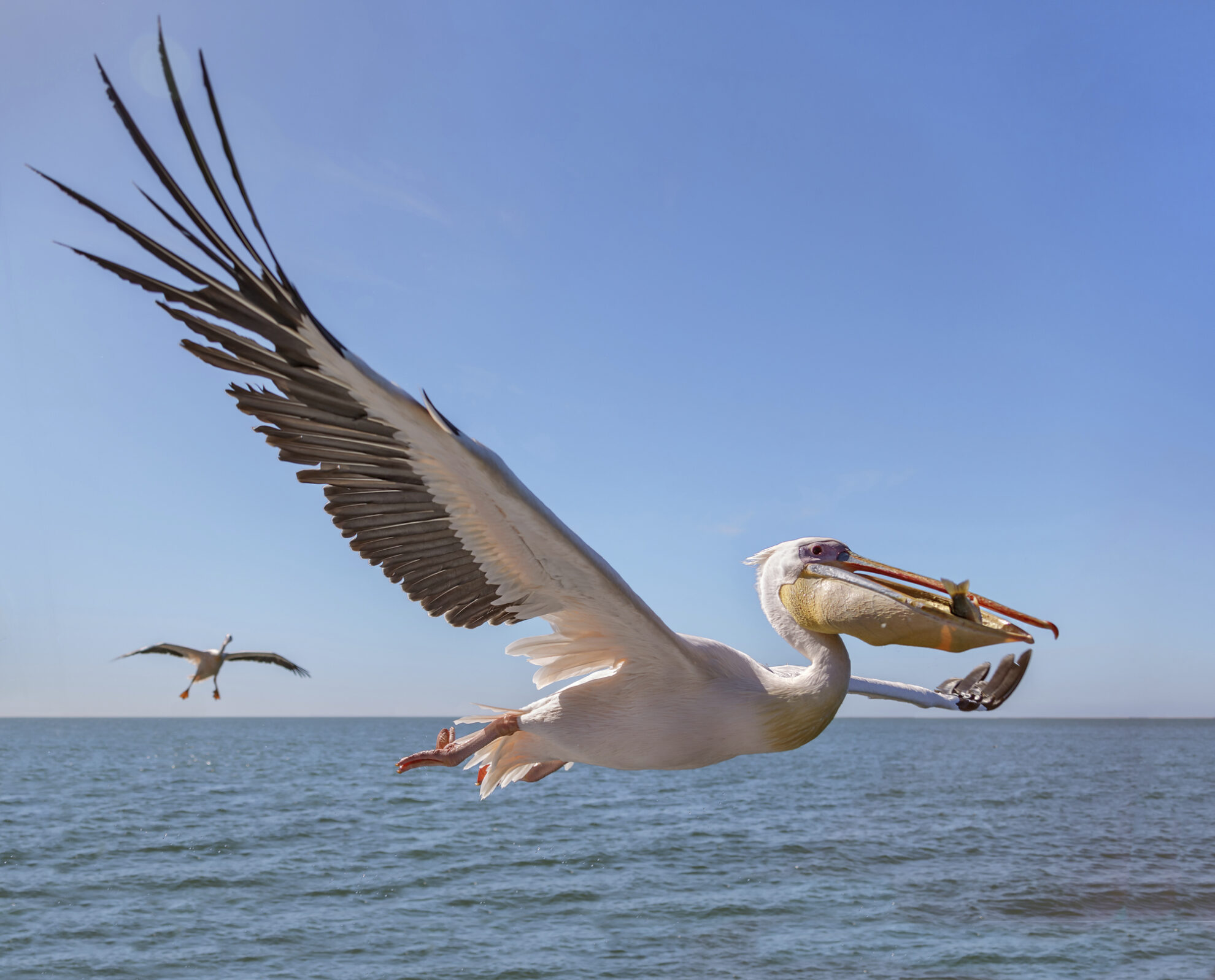 Pelikane über dem Meer