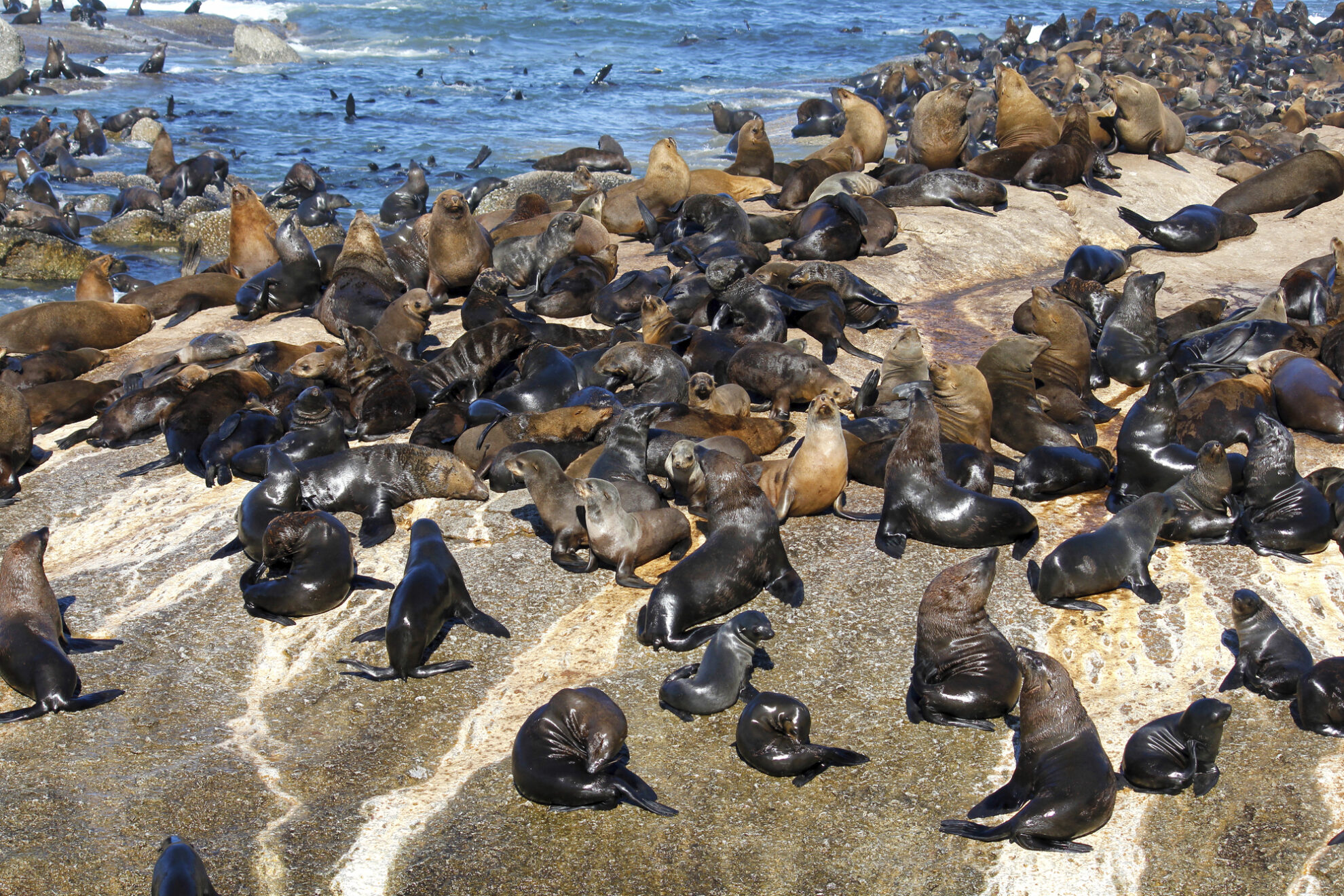 Seelöweninsel in Kapstadt, Südafrika