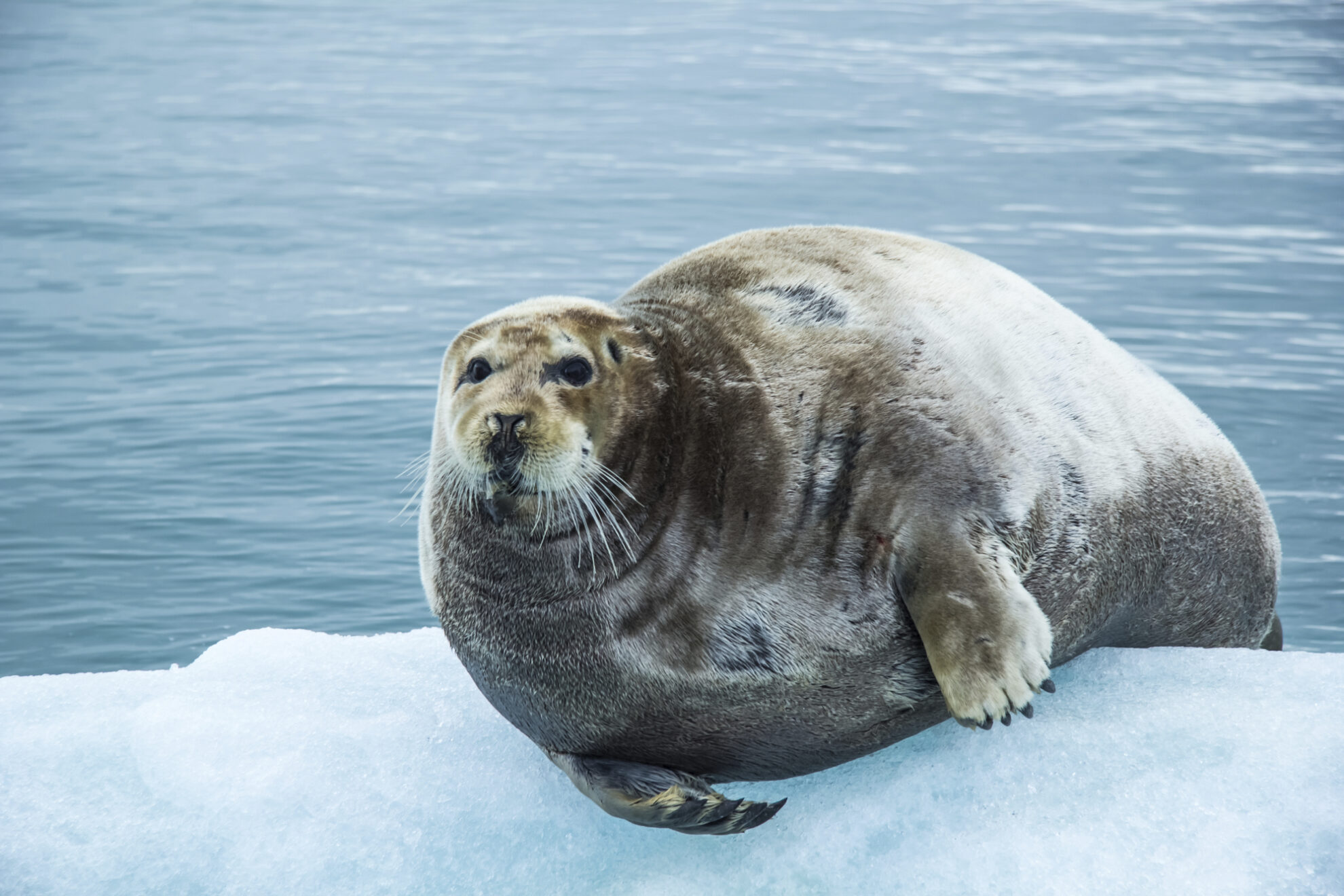 Robbe in Spitzbergen