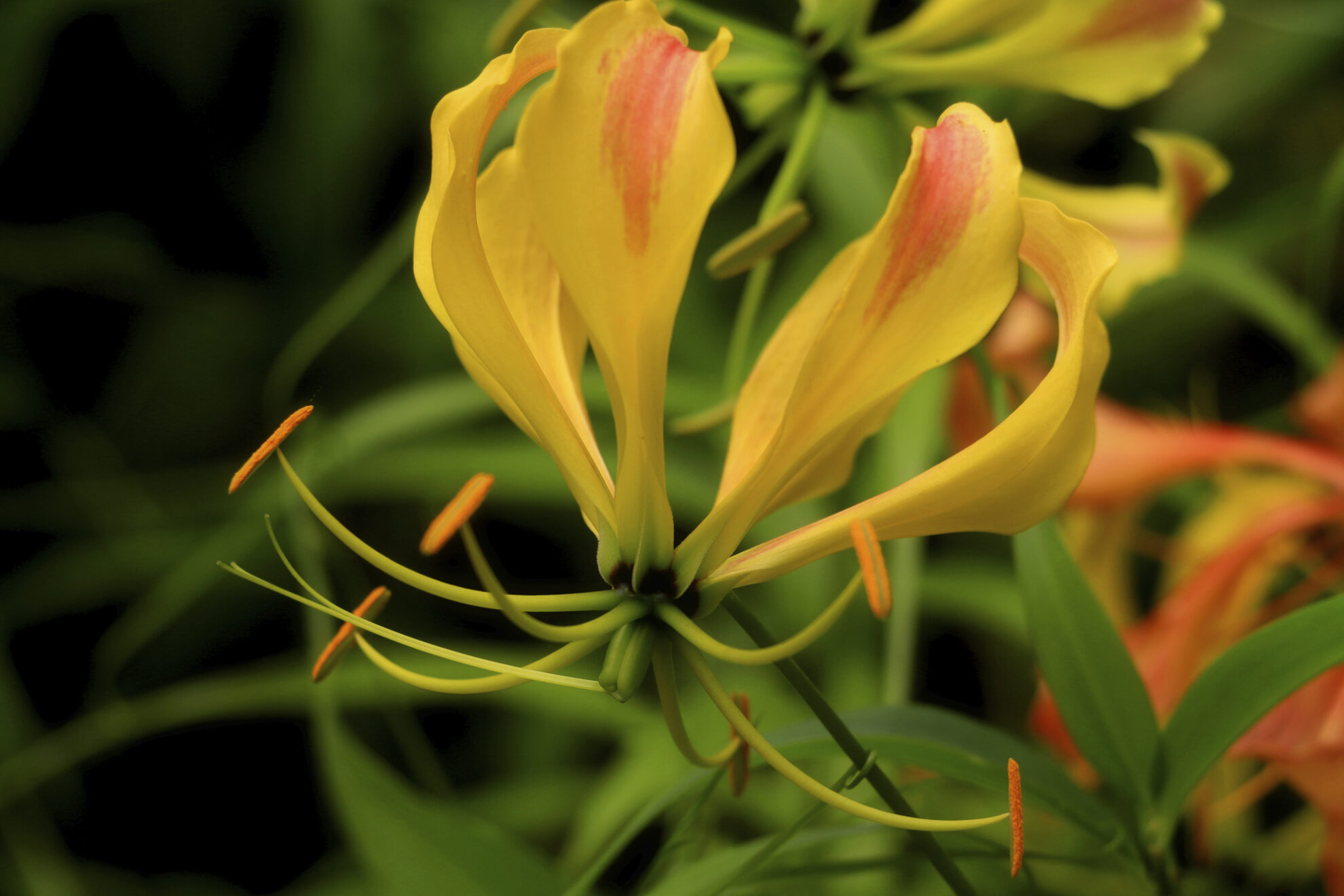 gelbe Blüte