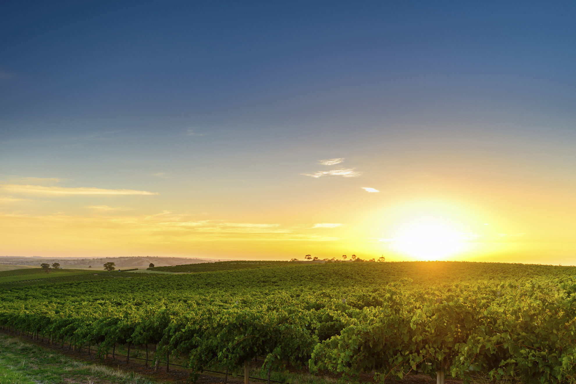 Weinbaugebiet Barossa Valley in Adelaide, Australien