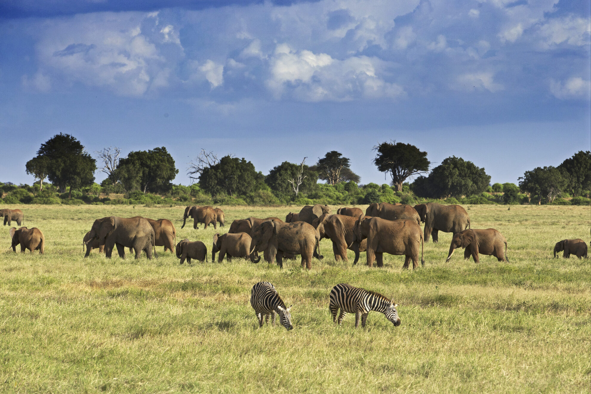 Elefanten im Tsavo Park in Mombasa, Kenia