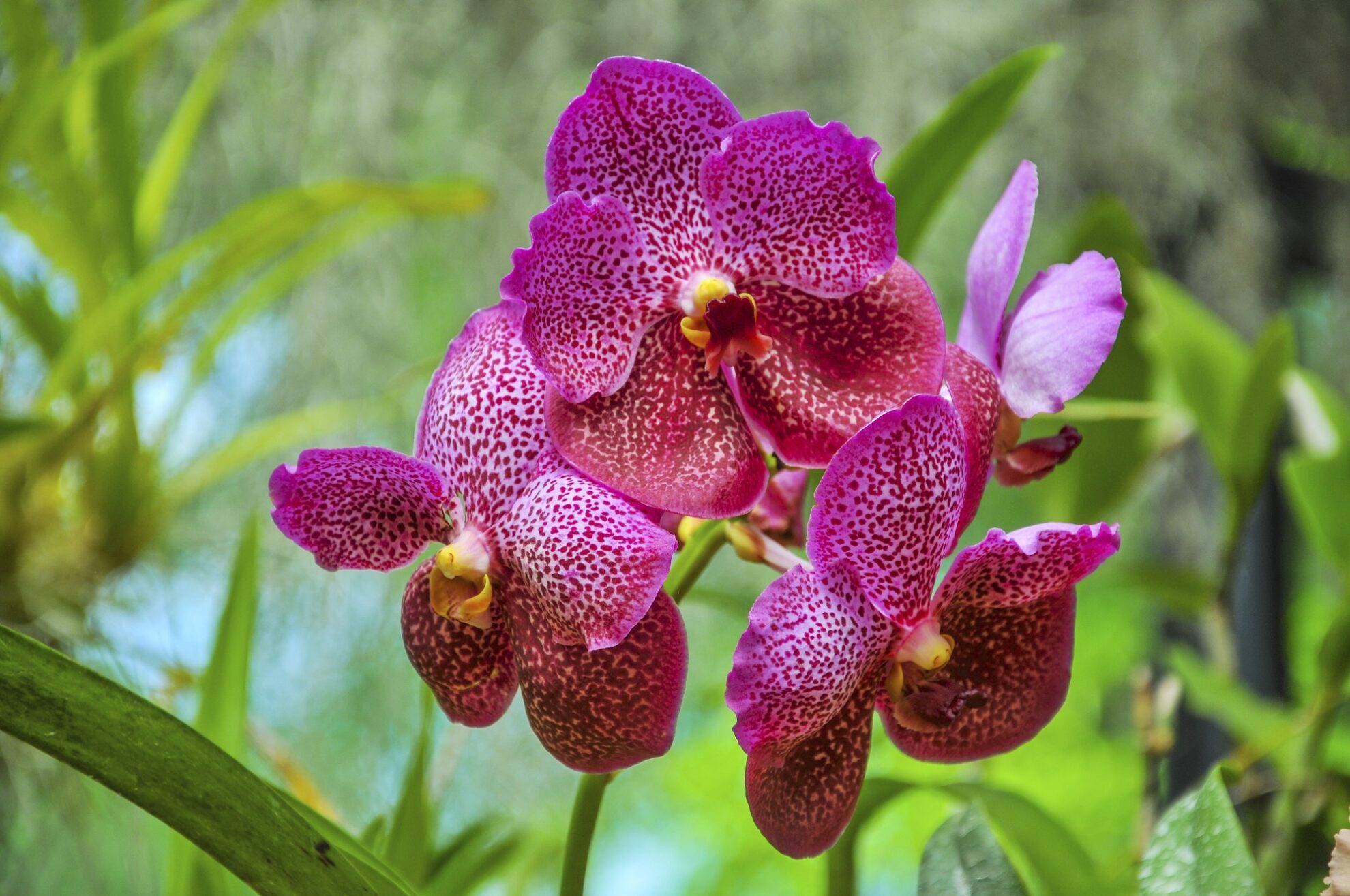 Orchidee