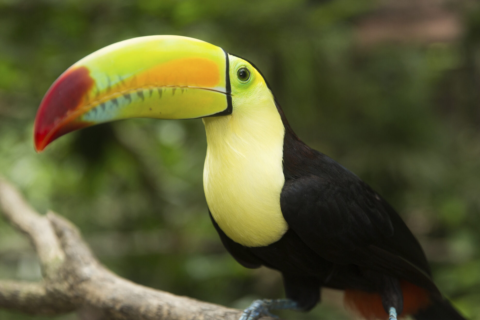 Tukan