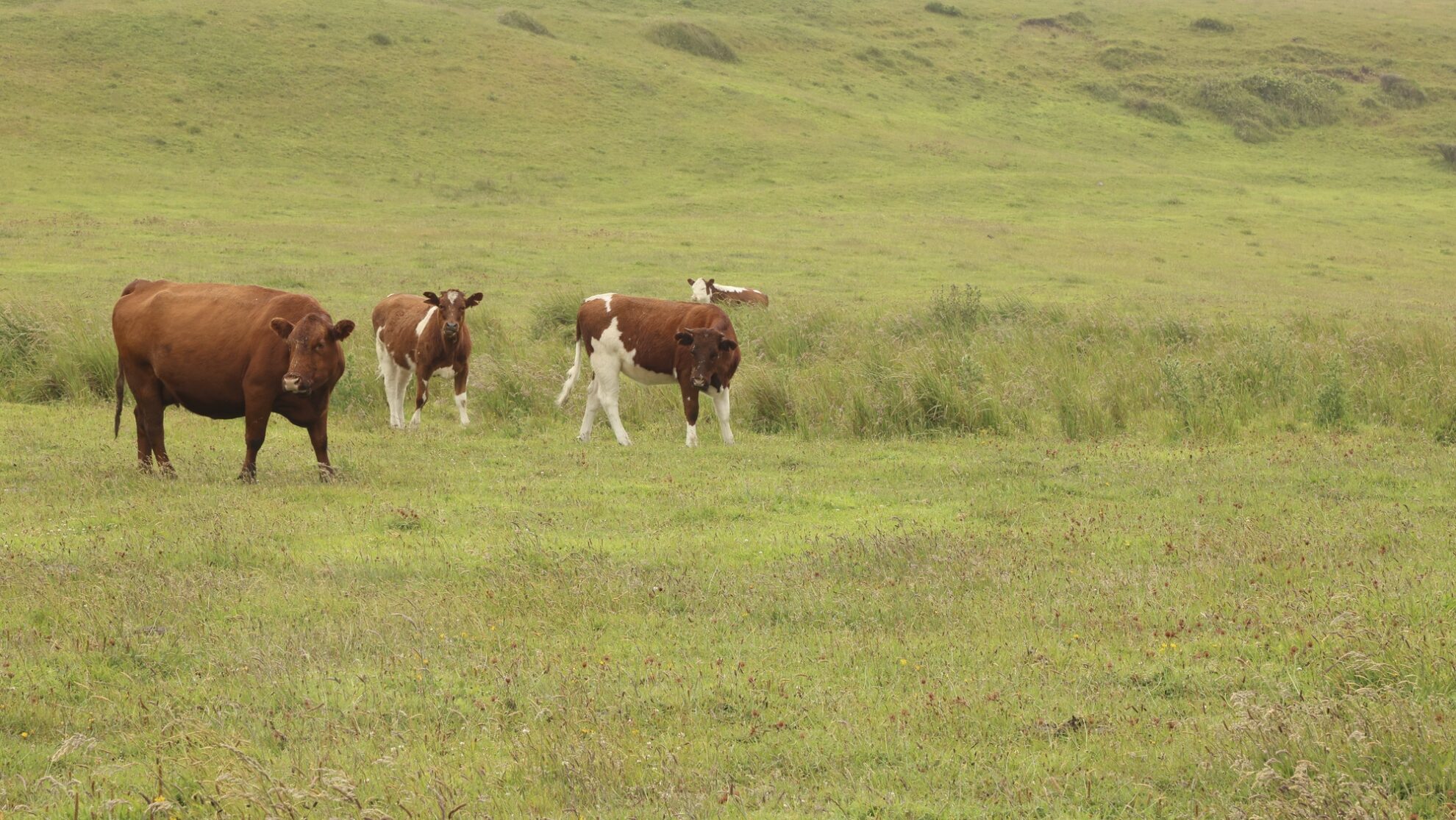 Chiloe