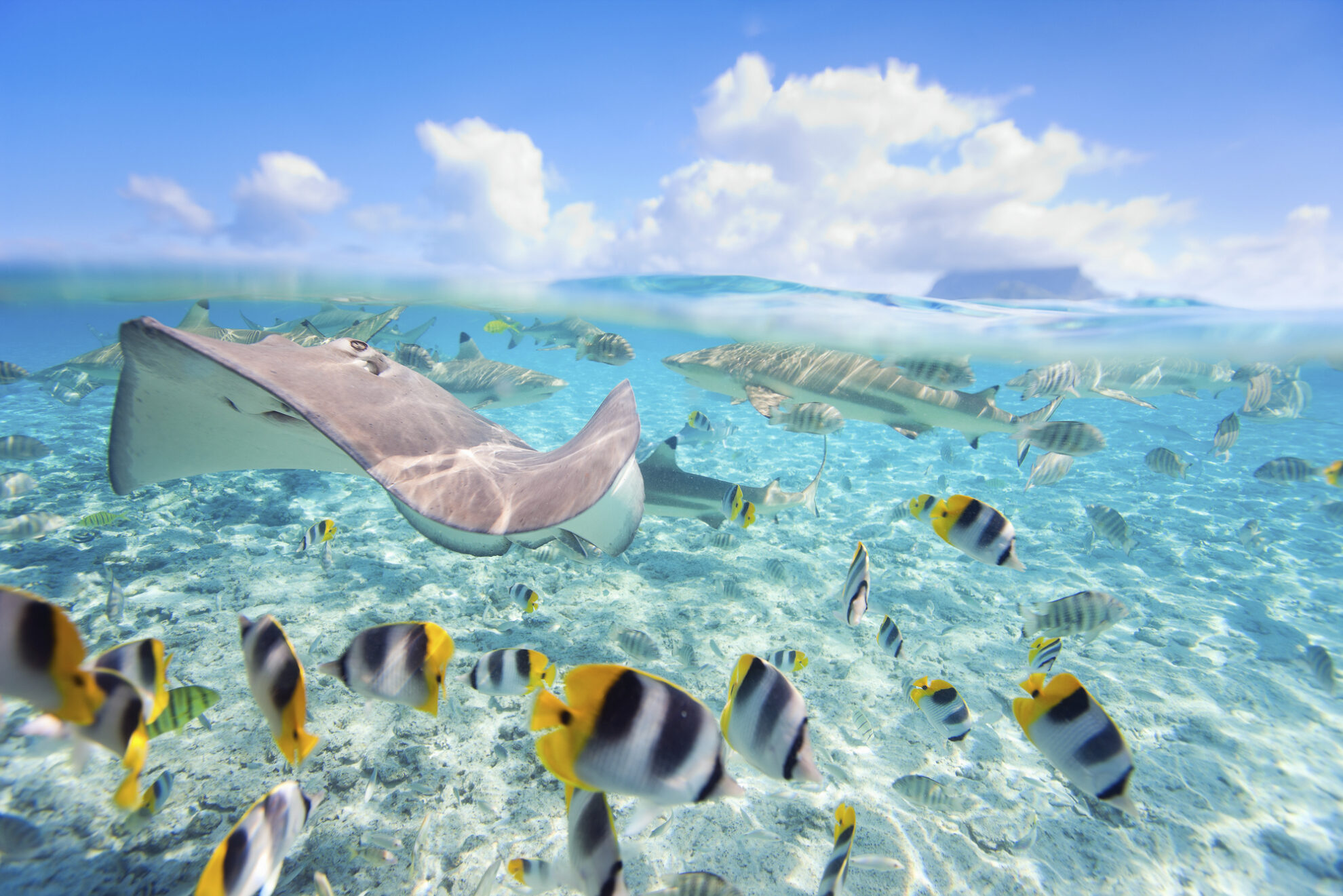 Rochenbeobachtung & Schnorcheln auf Bora Bora