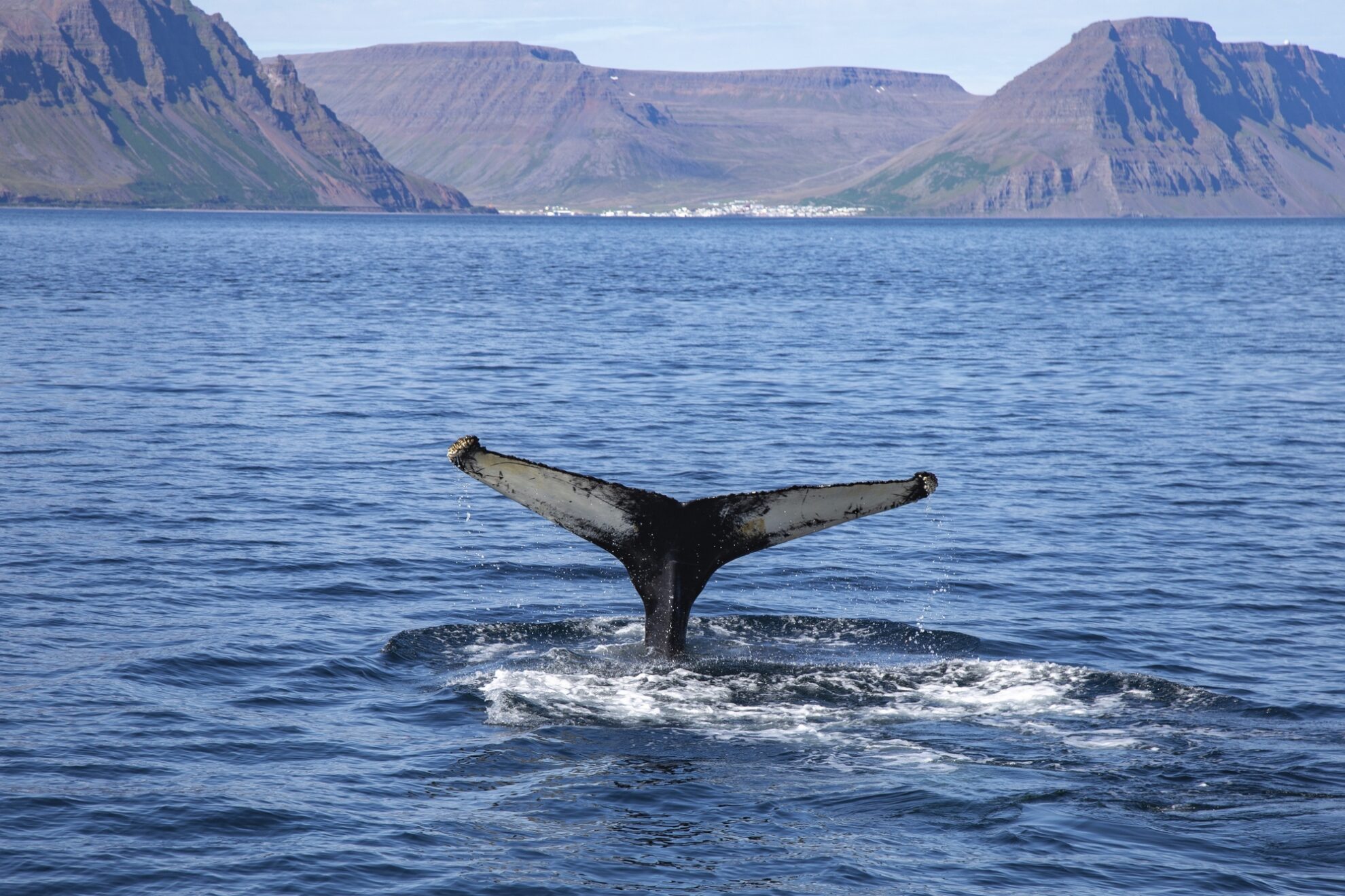 Wale in Isafjordur