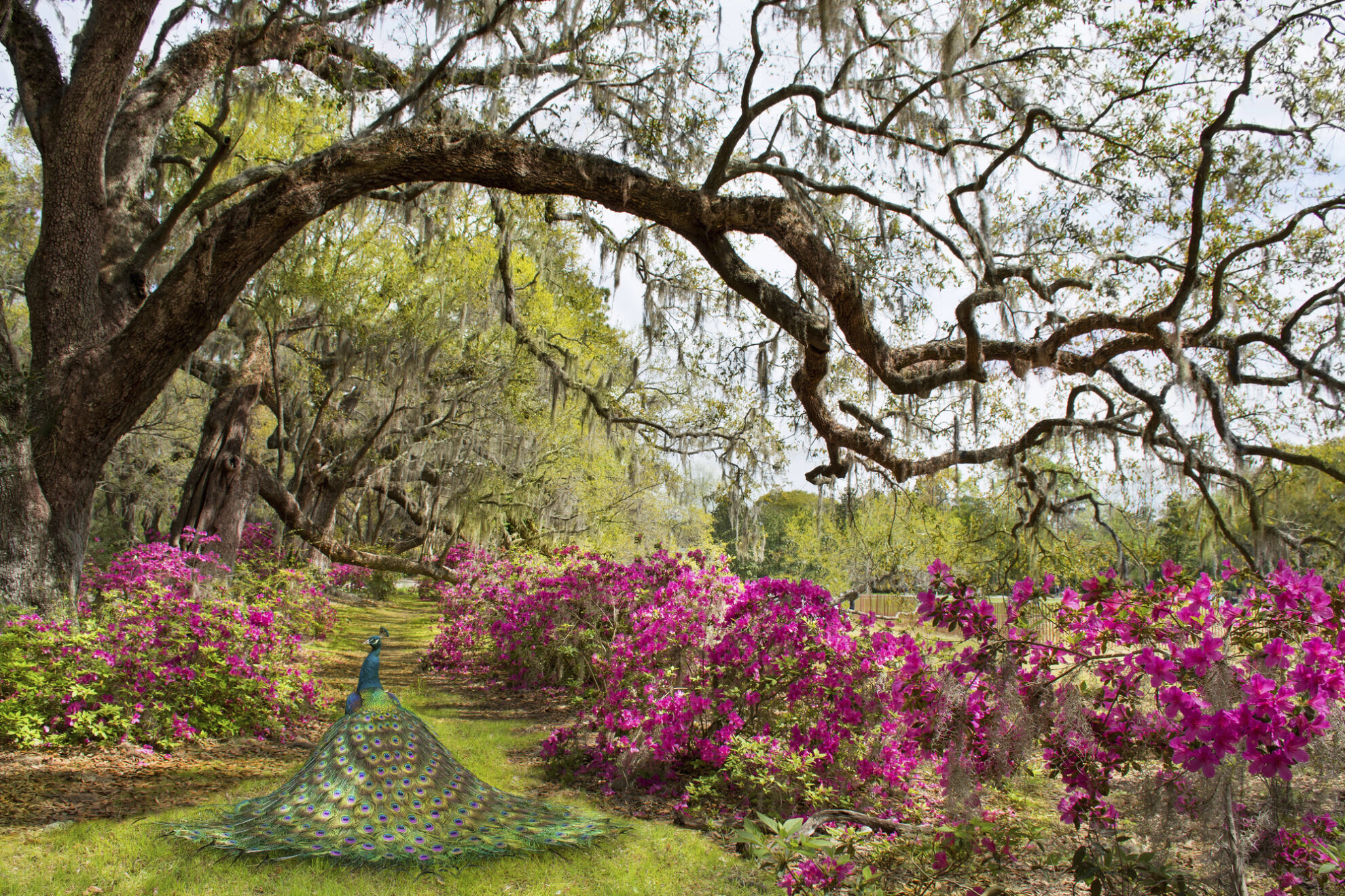 Charleston, Magnolienplantage