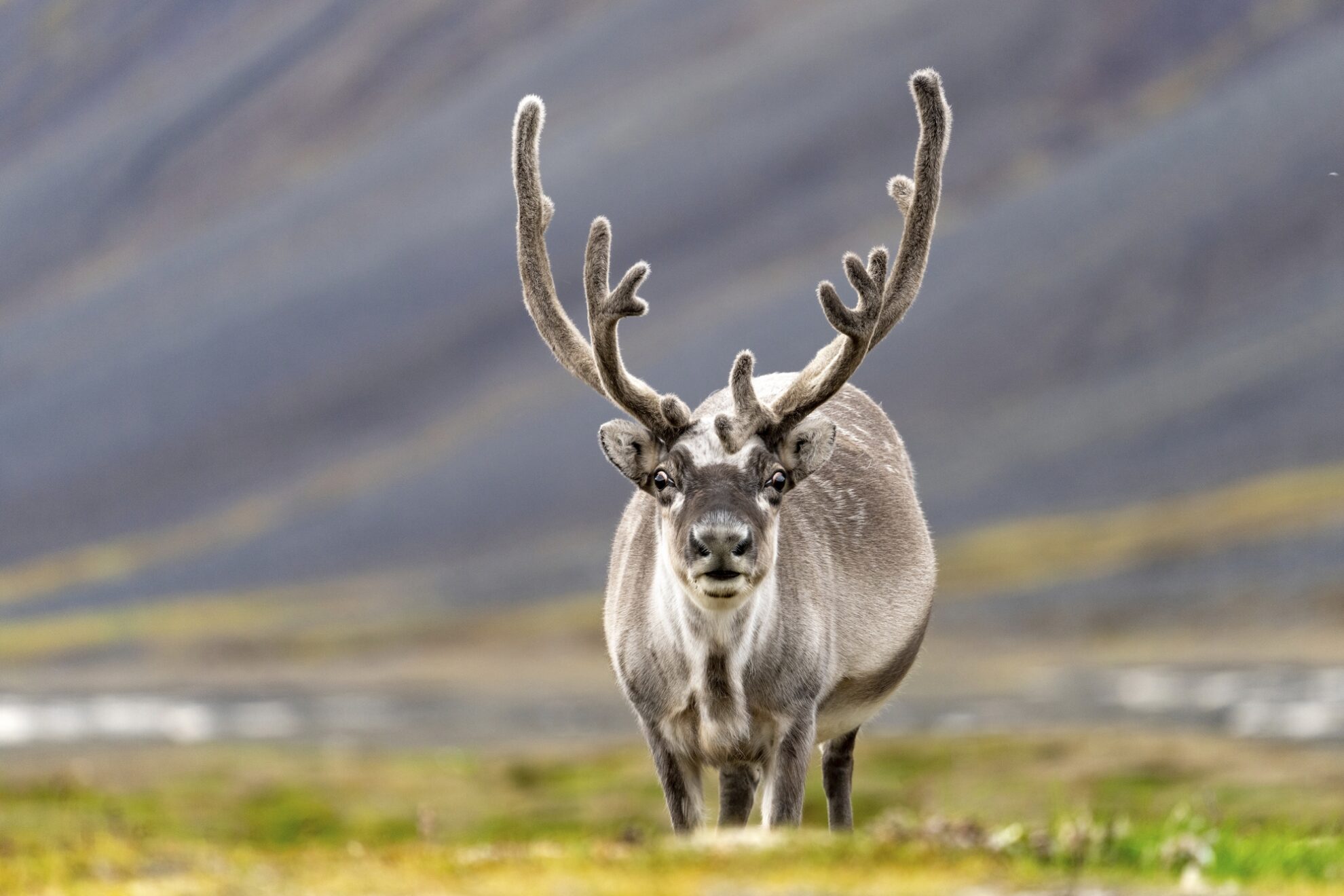 Spitzbergen