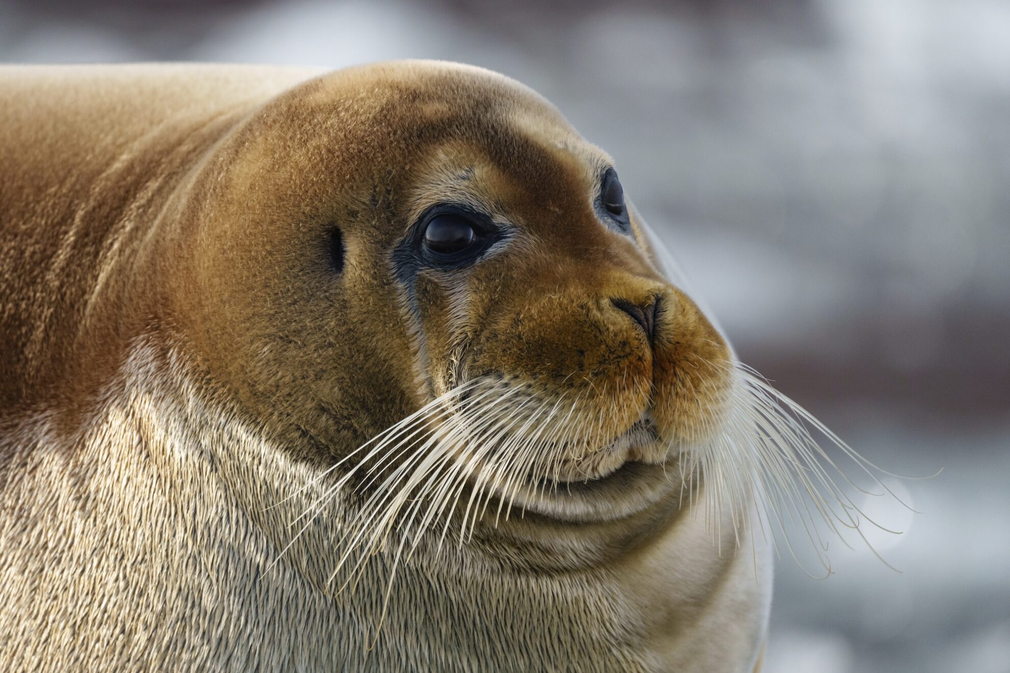 Spitzbergen