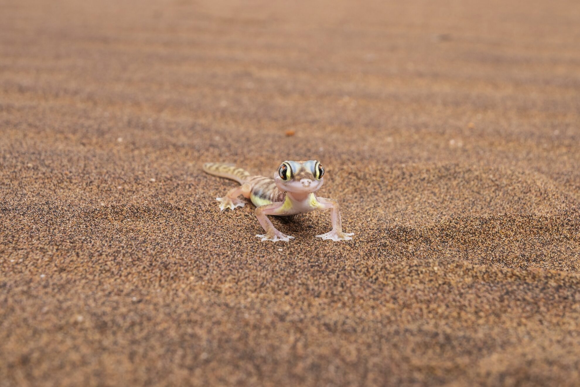 Namib Wüste