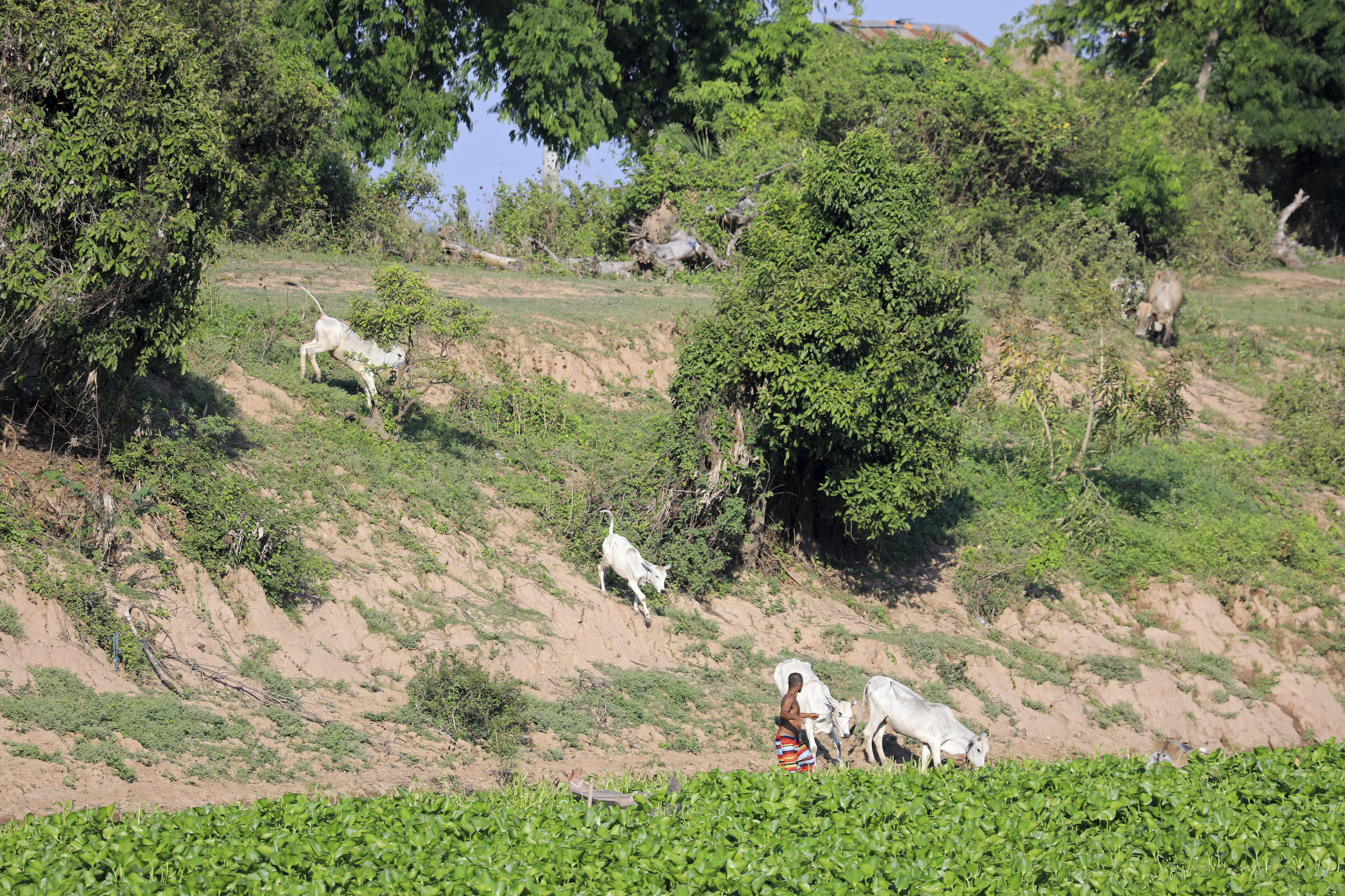 Rinder am Tonle Sap Fluss bei Kampong Chhnang, Kambodscha