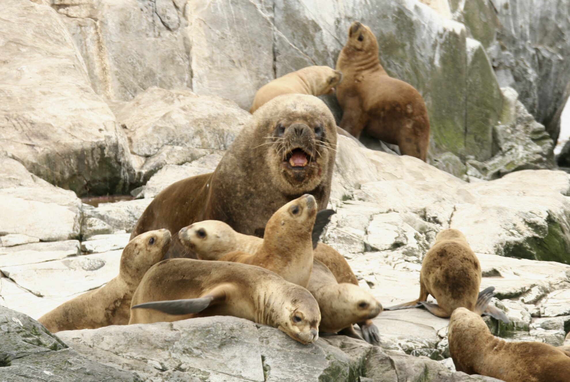 phx krainz argentinien ushuaia tiere seeloewen 8jpg 3672884