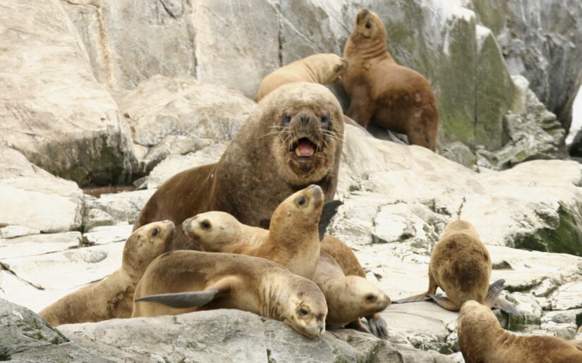phx krainz argentinien ushuaia tiere seeloewen 8jpg 3672884