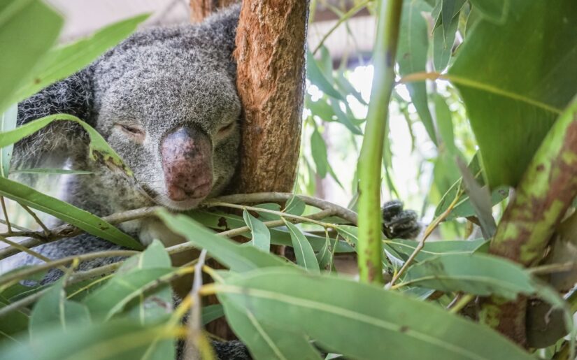 phx krainz australien townsville magnetic island tiere koala rs39297 2023 dsc01024jpg 3719064