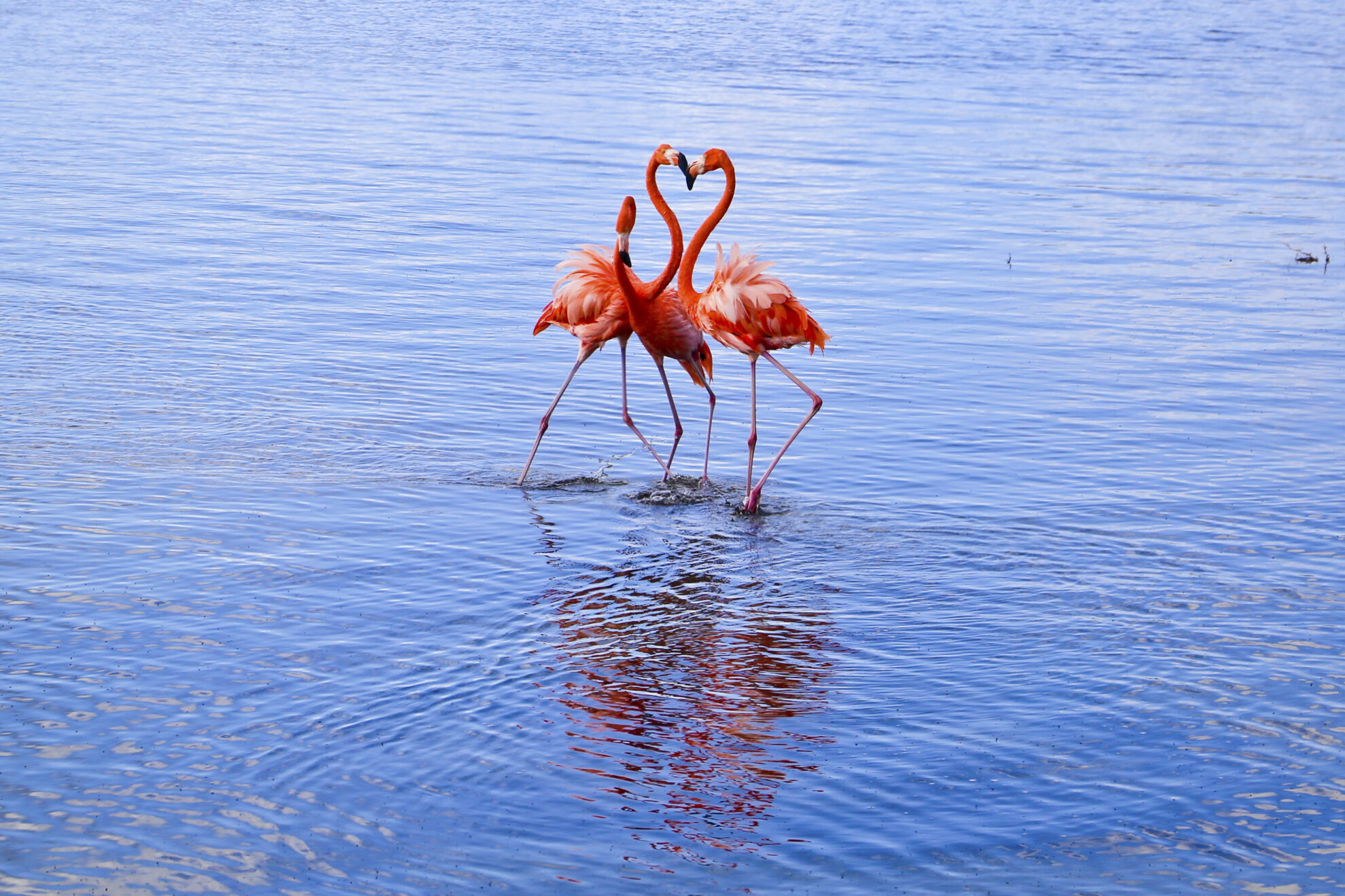 phx krainz bonaire kralendijk tiere flamingos kralendijk 0003jpg 3658708