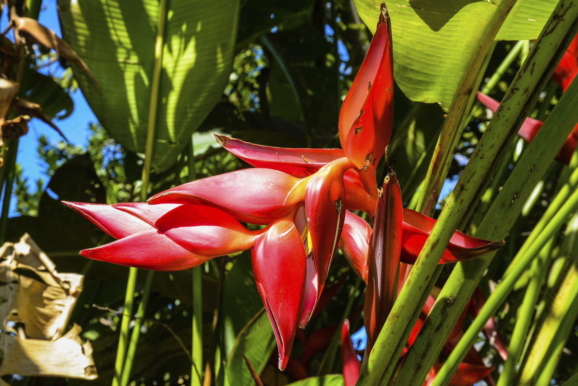 phx krainz mexiko huatulco pflanzen blume rs50247 2024 img 2879jpg 3733758