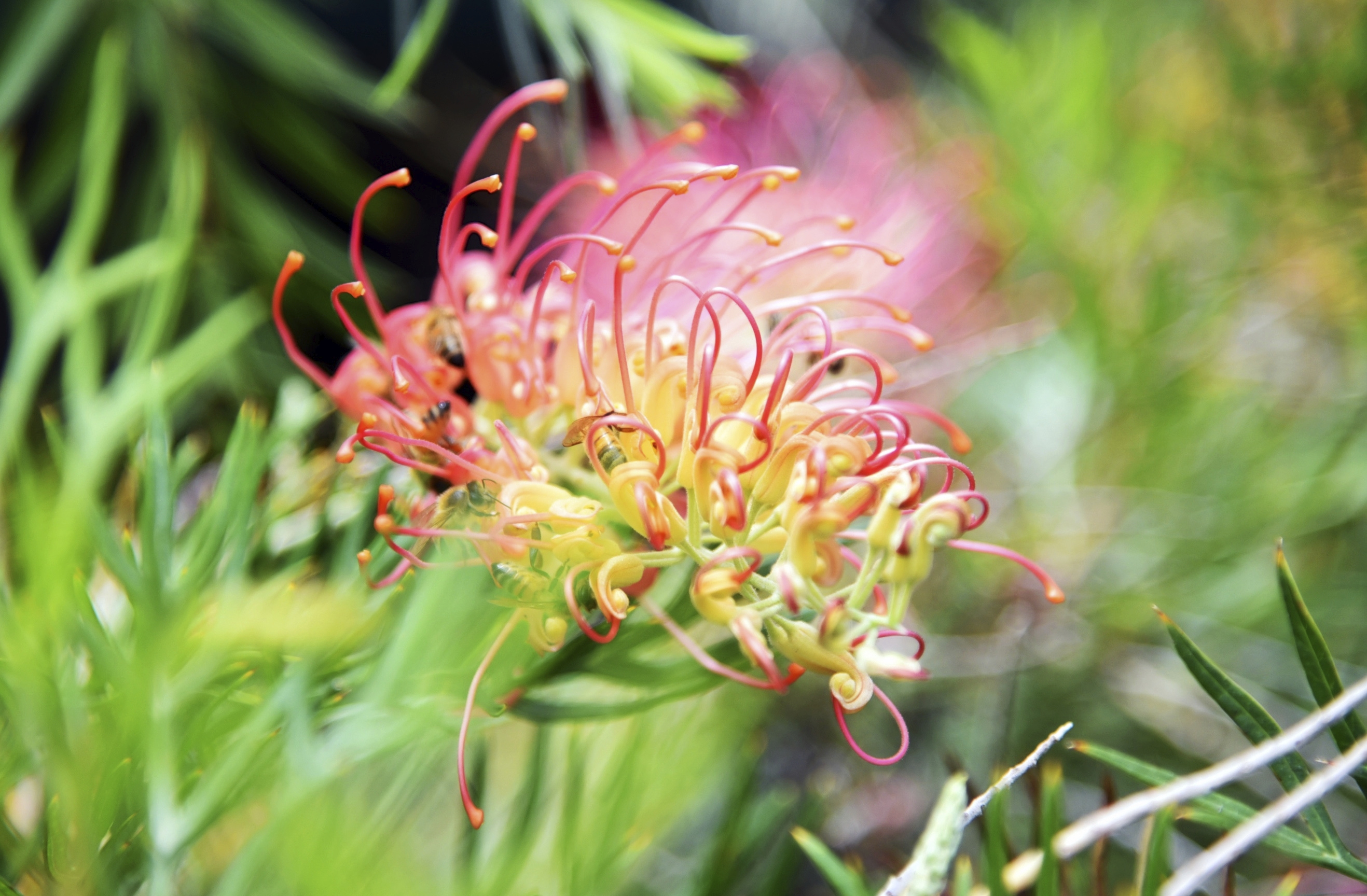 phx krainz rs17675 australien geraldton pflanze blume 2019 02 11 dsc 6648jpg 3690275