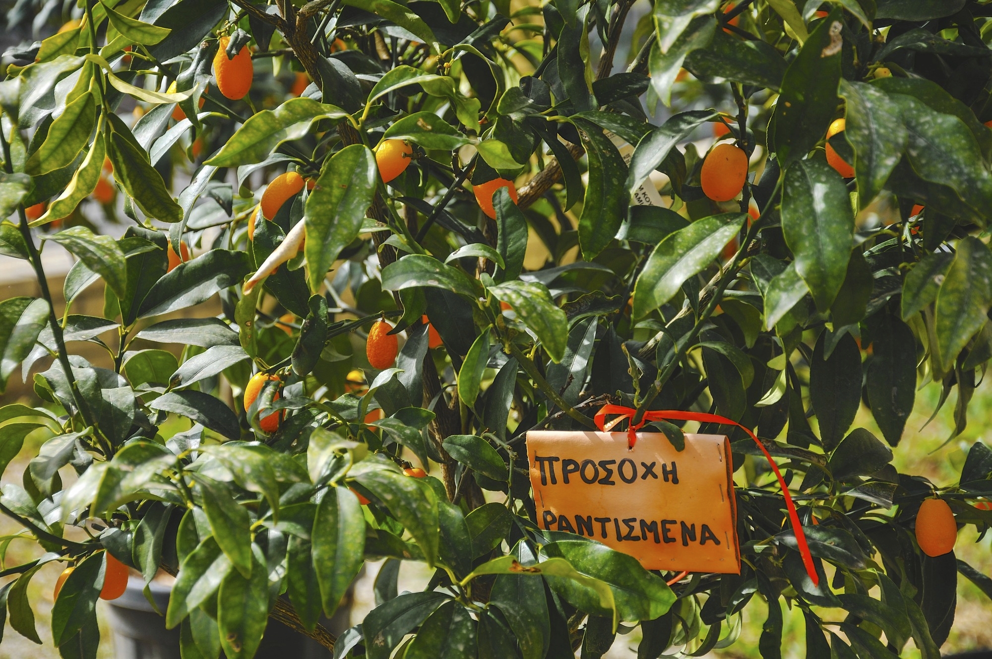 phx krainz rs20414 griechenland korfu essen frucht 2019 04 25 2019 04 25 kerkyra edited bek 4392 lprjpg 3690583
