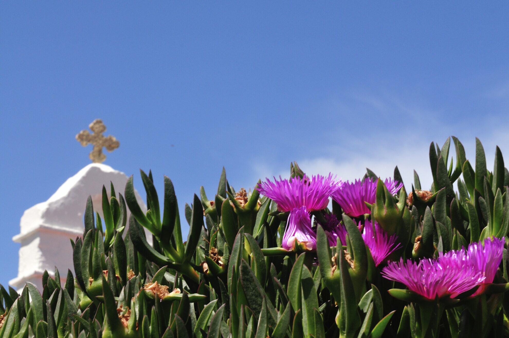 phx silvia kw griechenland mykonos pflanze blume d3s 3485jpg 3664220