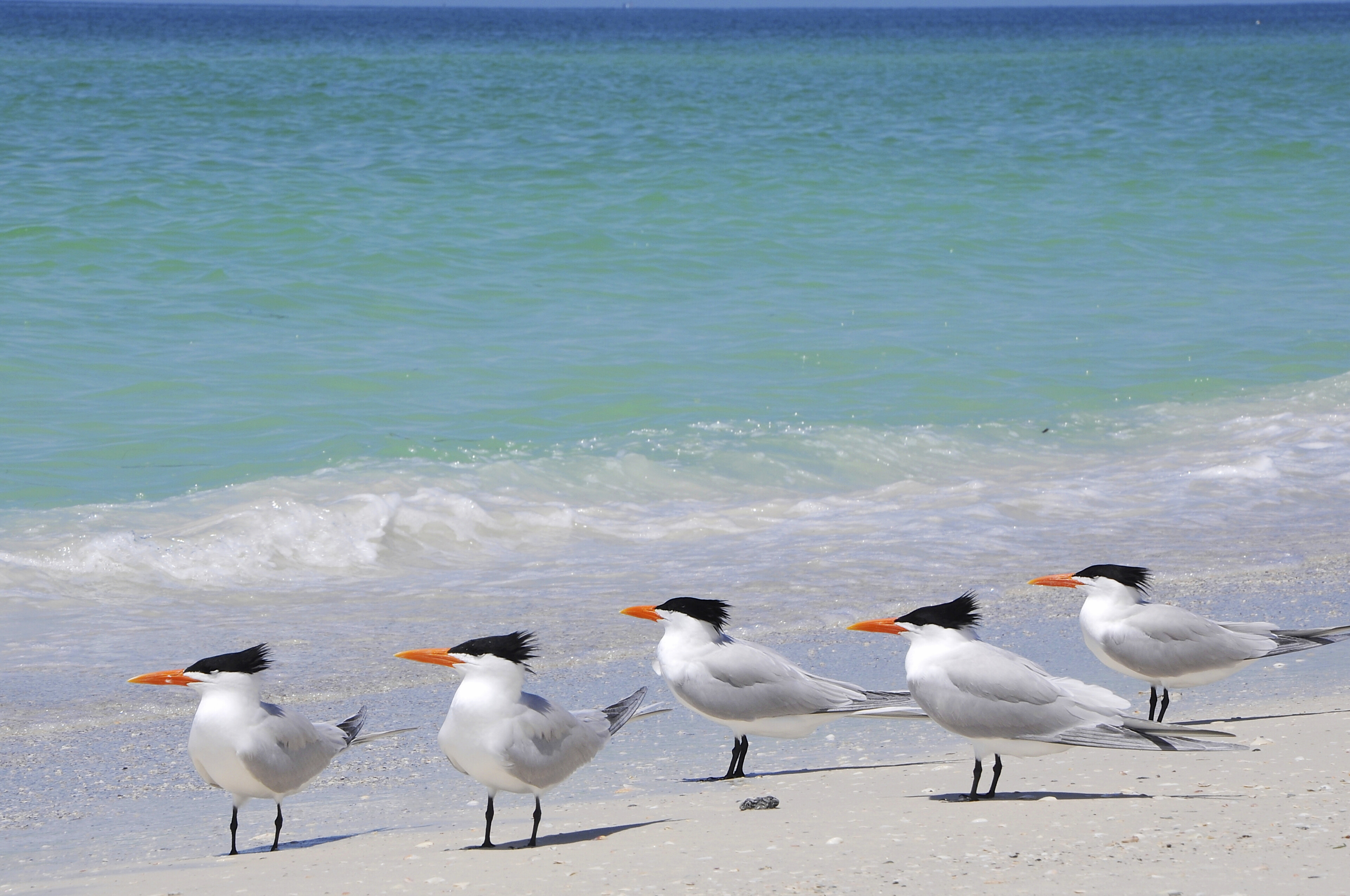 Vögel am Strand von Tampa, USA