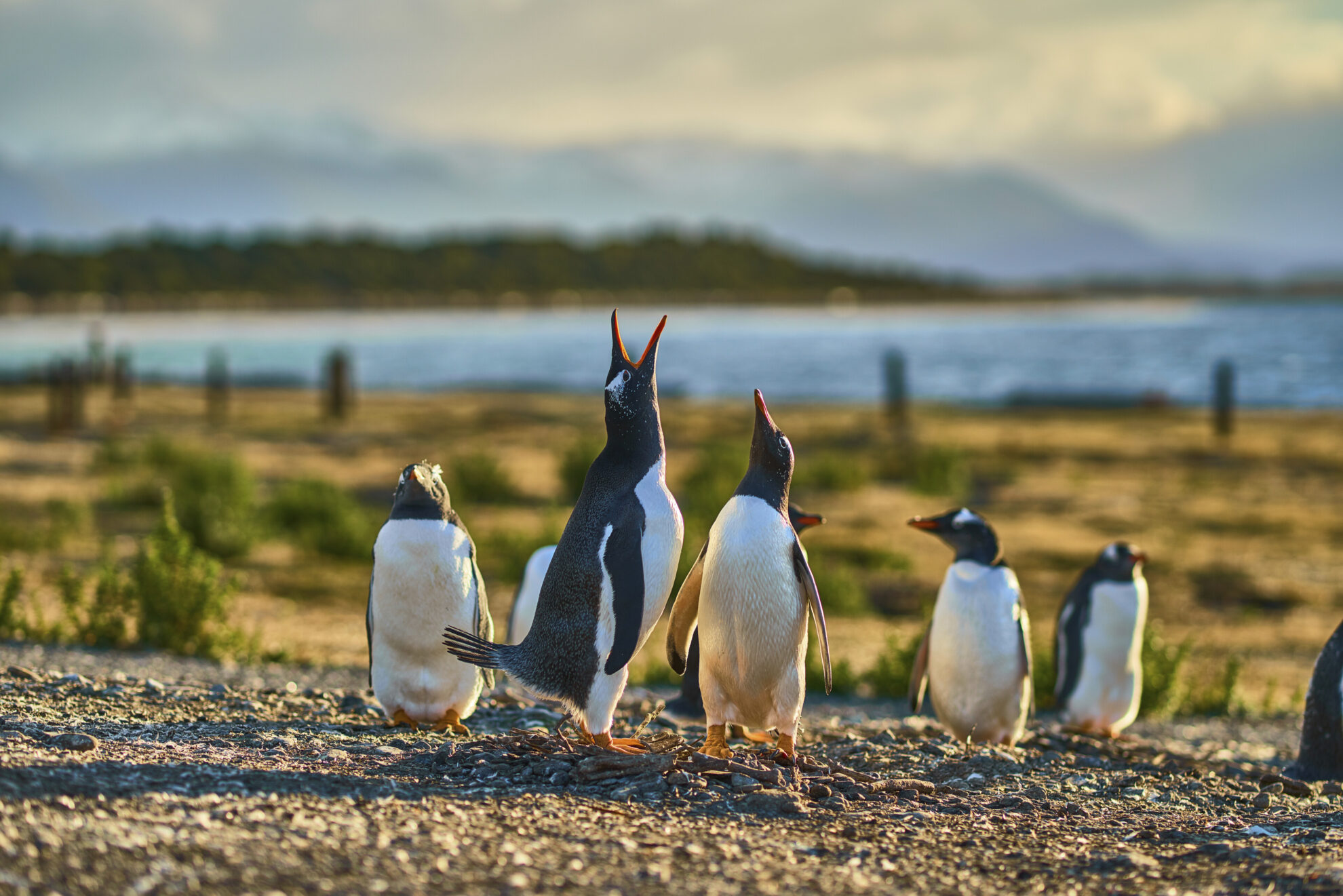 shutterstock 1102034363 argentinien ushuaia beagle kanal tiere pinguinejpg 3717140