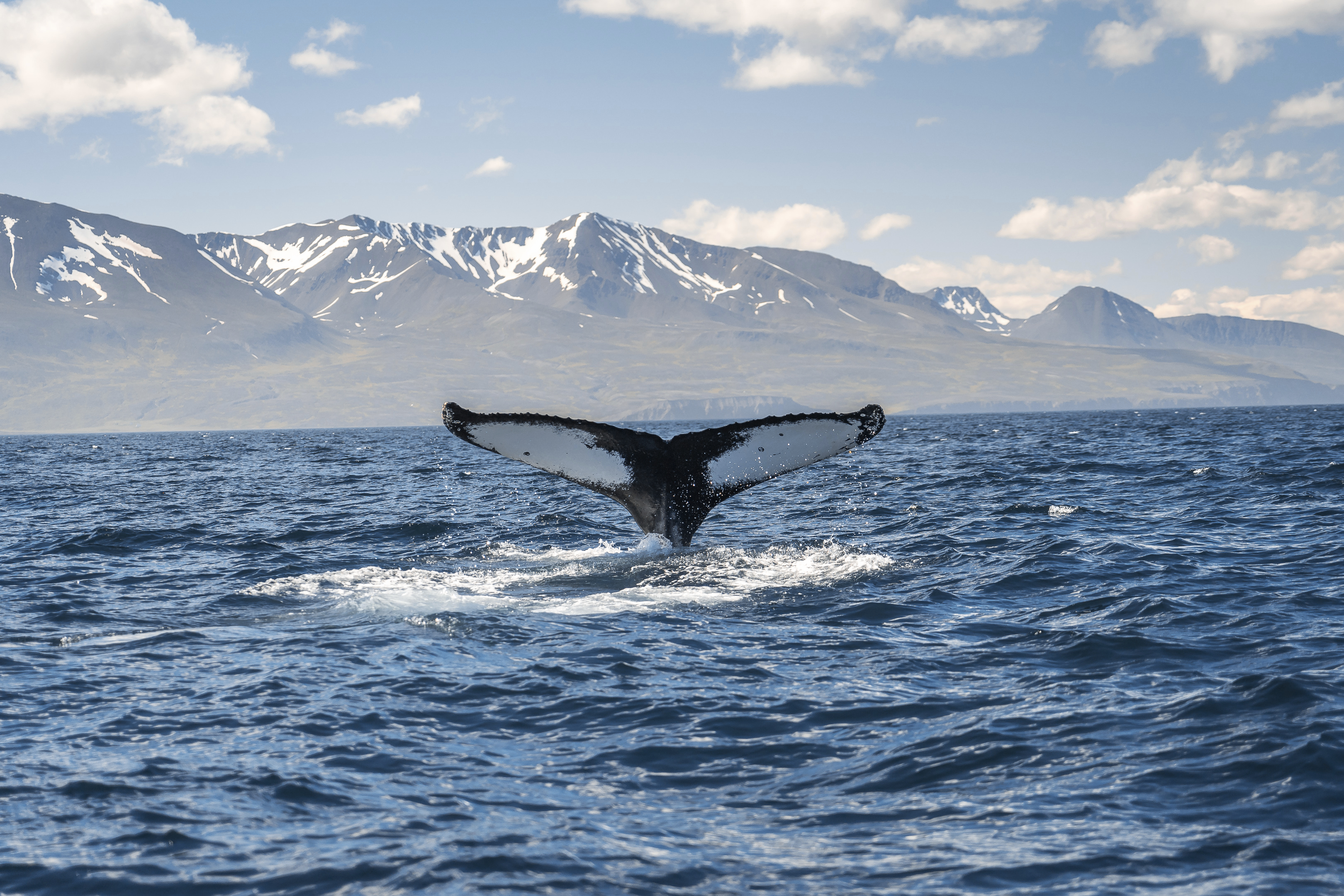 Ein Wal taucht ab vor Islands Küste