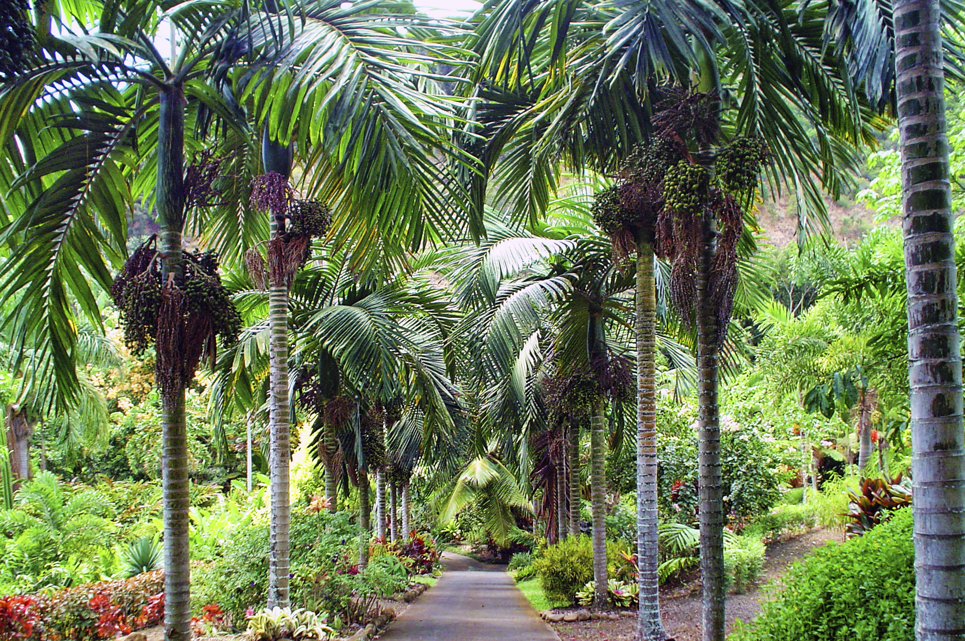 Botanischer Garten Maui Nui, USA