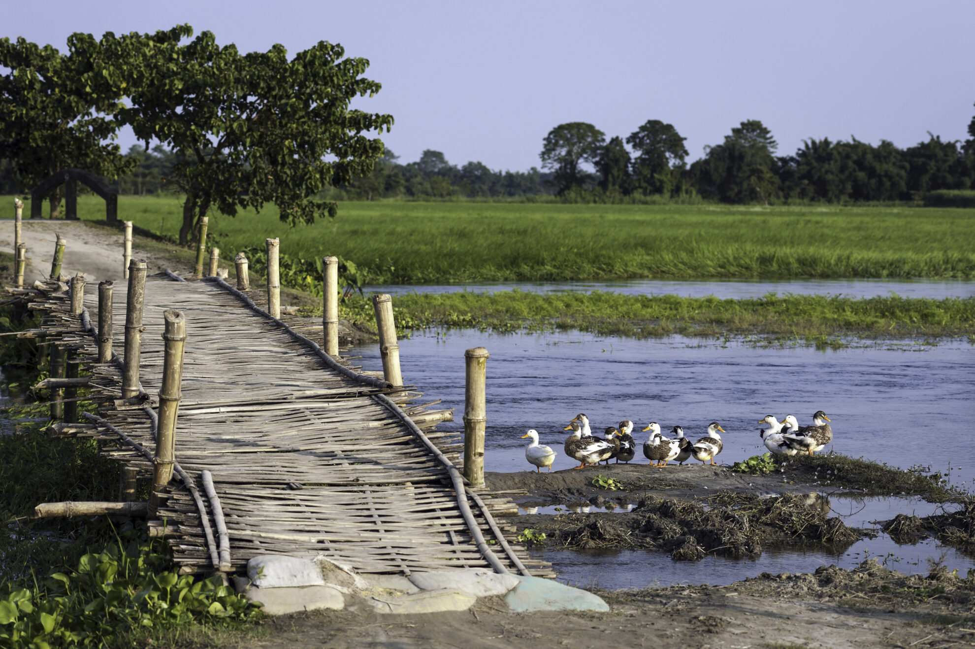 Bruecke auf der Majuli Insel, Indien