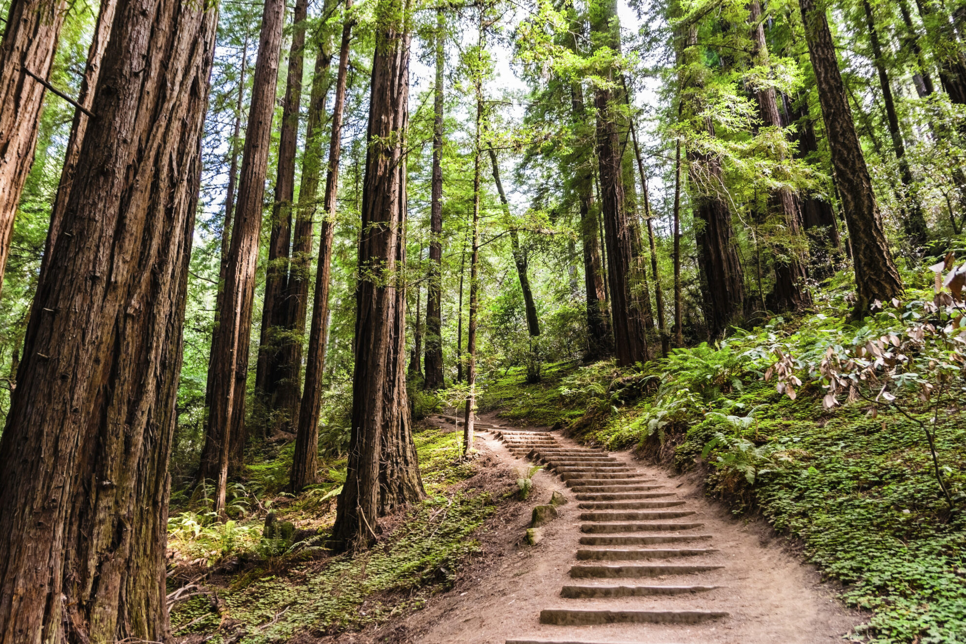 Muir Woods in San Francisco, USA