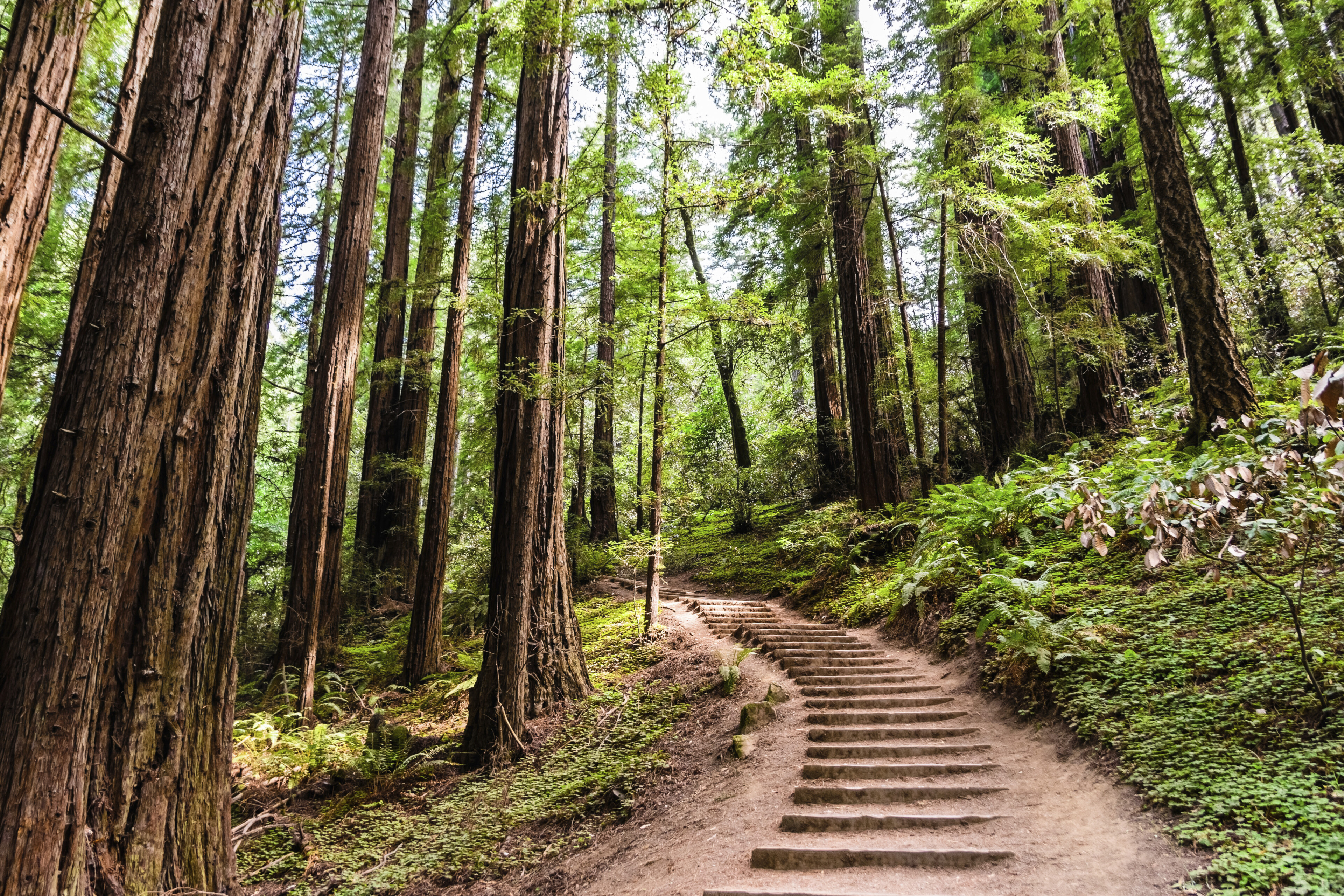 Muir Woods in San Francisco, USA