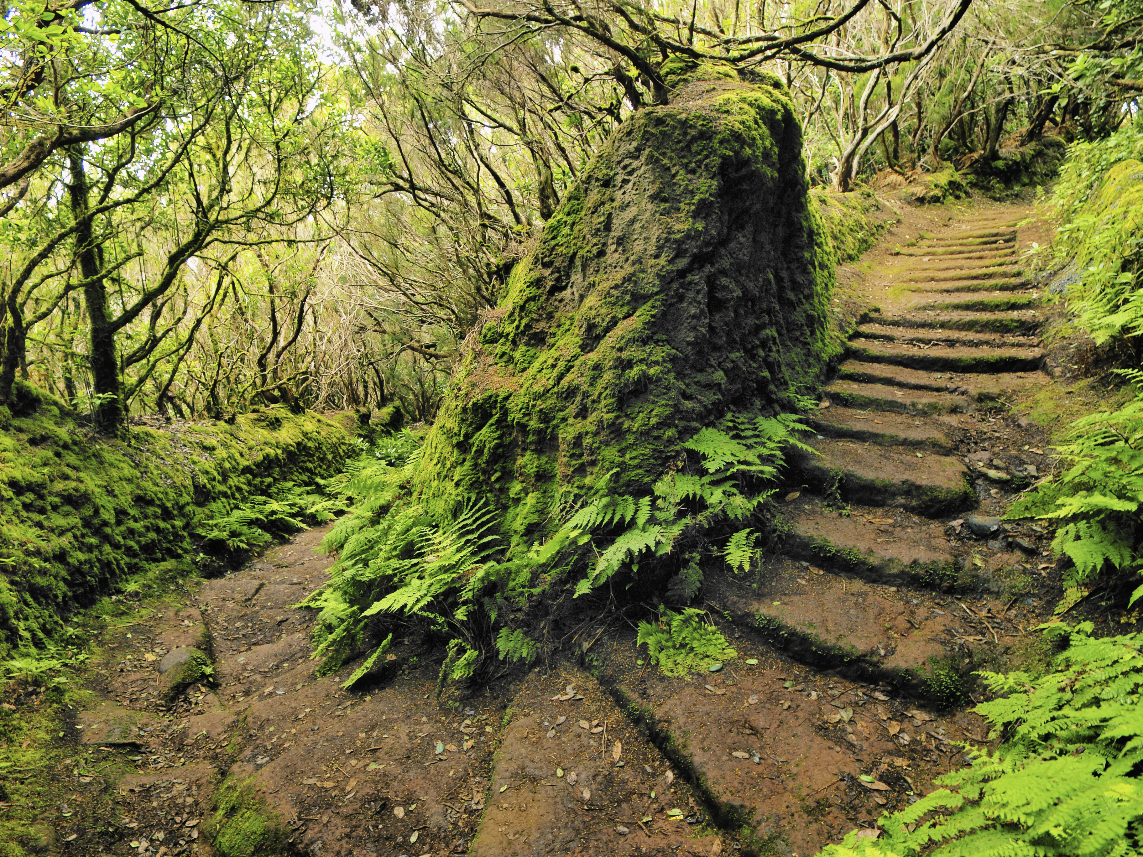 shutterstock 120733138 spanien kanaren teneriffa anaga gebirge wald wegjpg 3705467