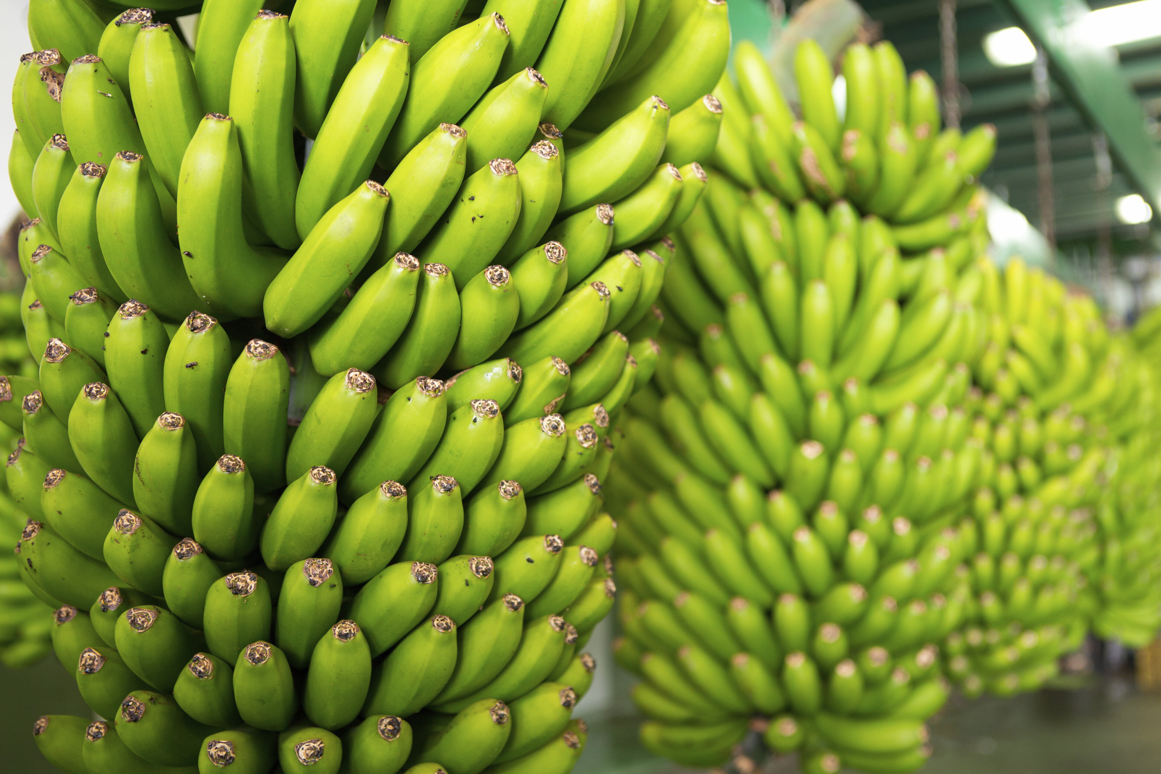 Bananenstauden