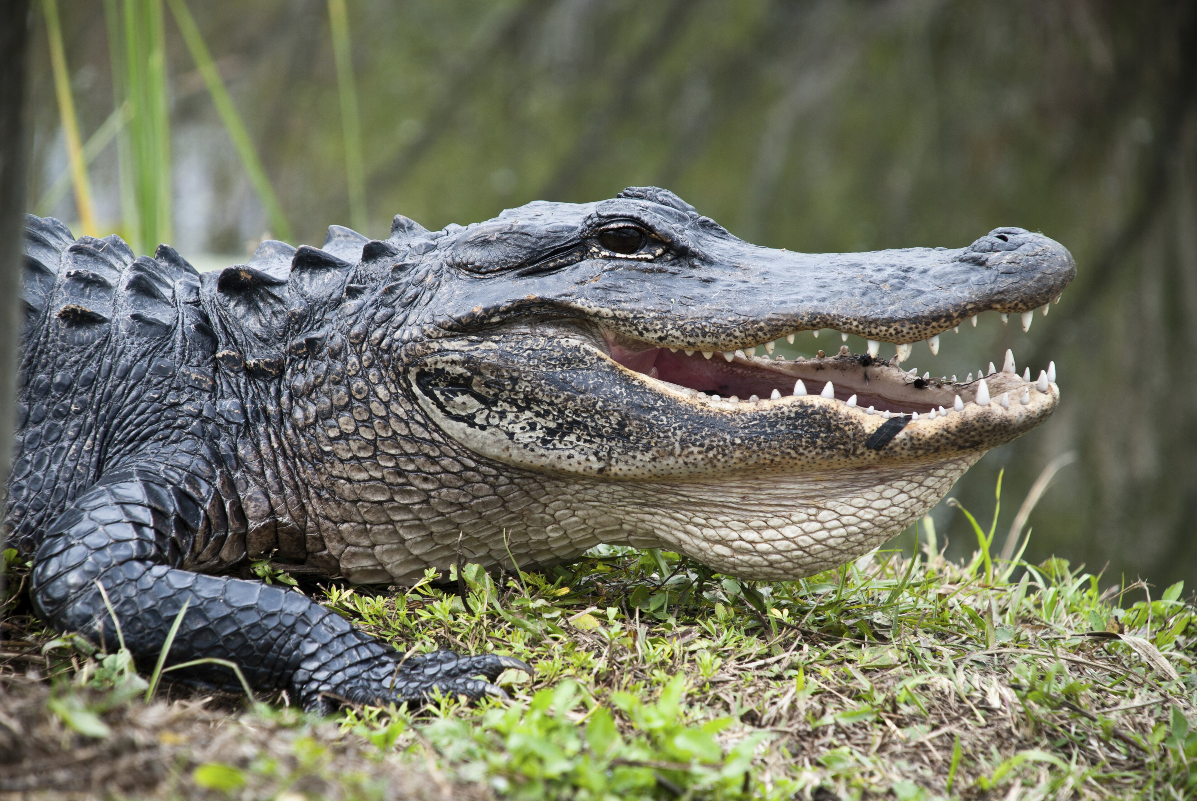Aligator im Everglades Nationalpark, USA