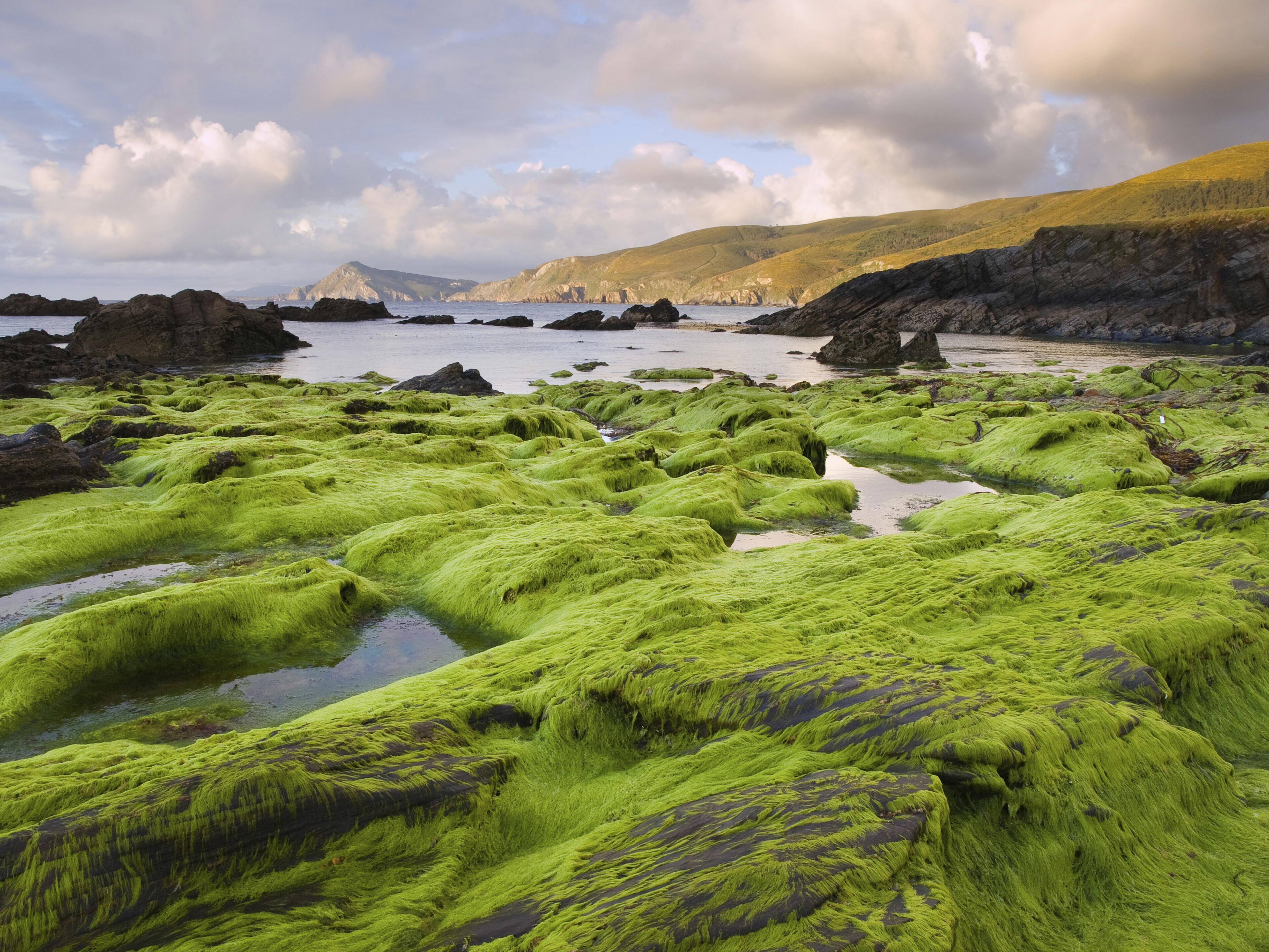 Algen am Strand Ponzos in Ferrol, Spanien