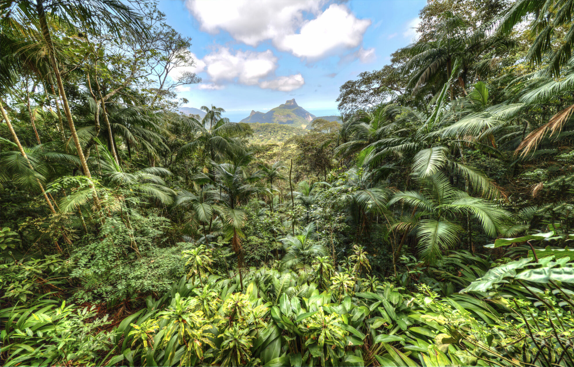 Tijuca Wald