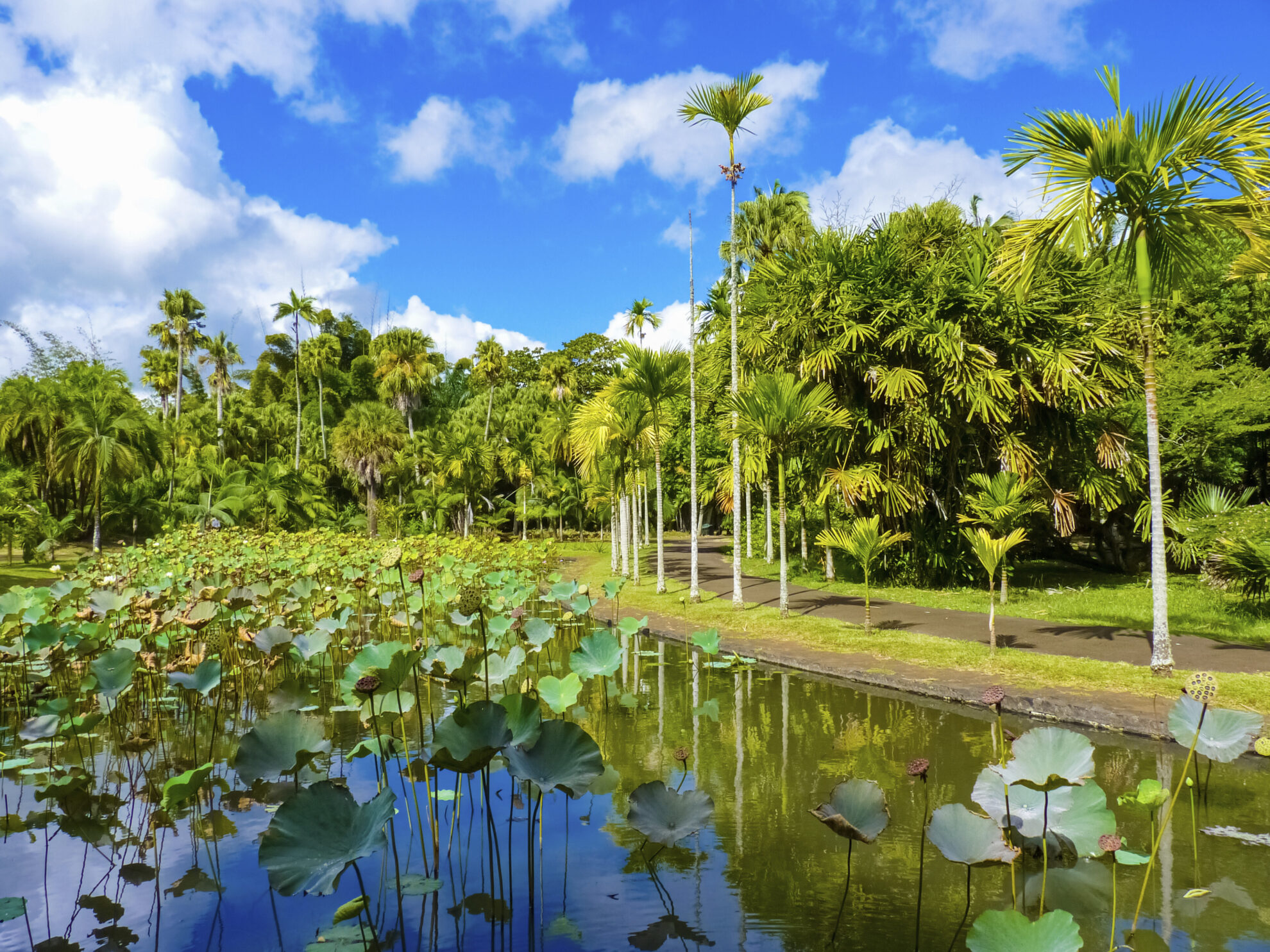 Port Louis, Botanischer Garten