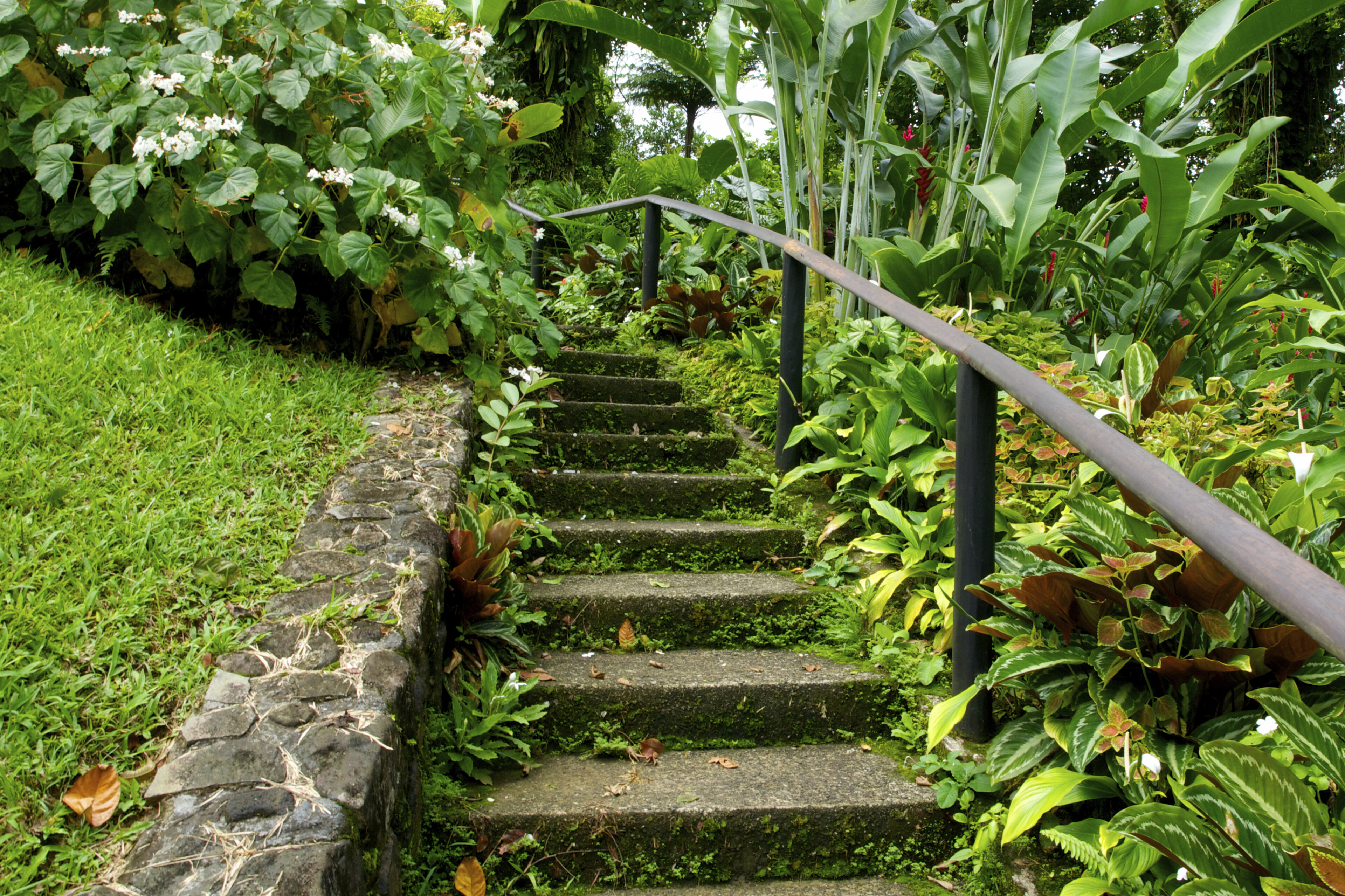 Botanischer Garten, St. Vincent
