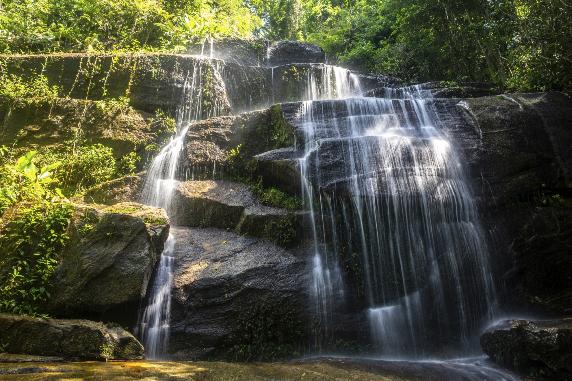 Tijuca Wald