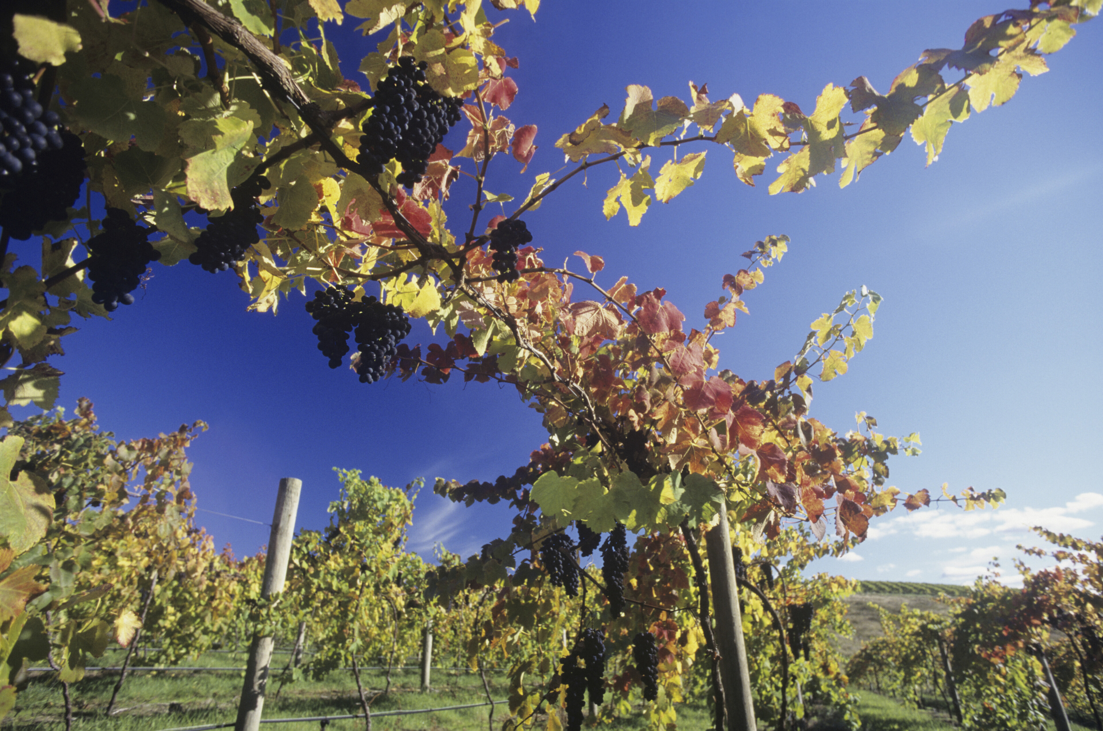 shutterstock 212038537 australien yarra valleyjpg 3653639