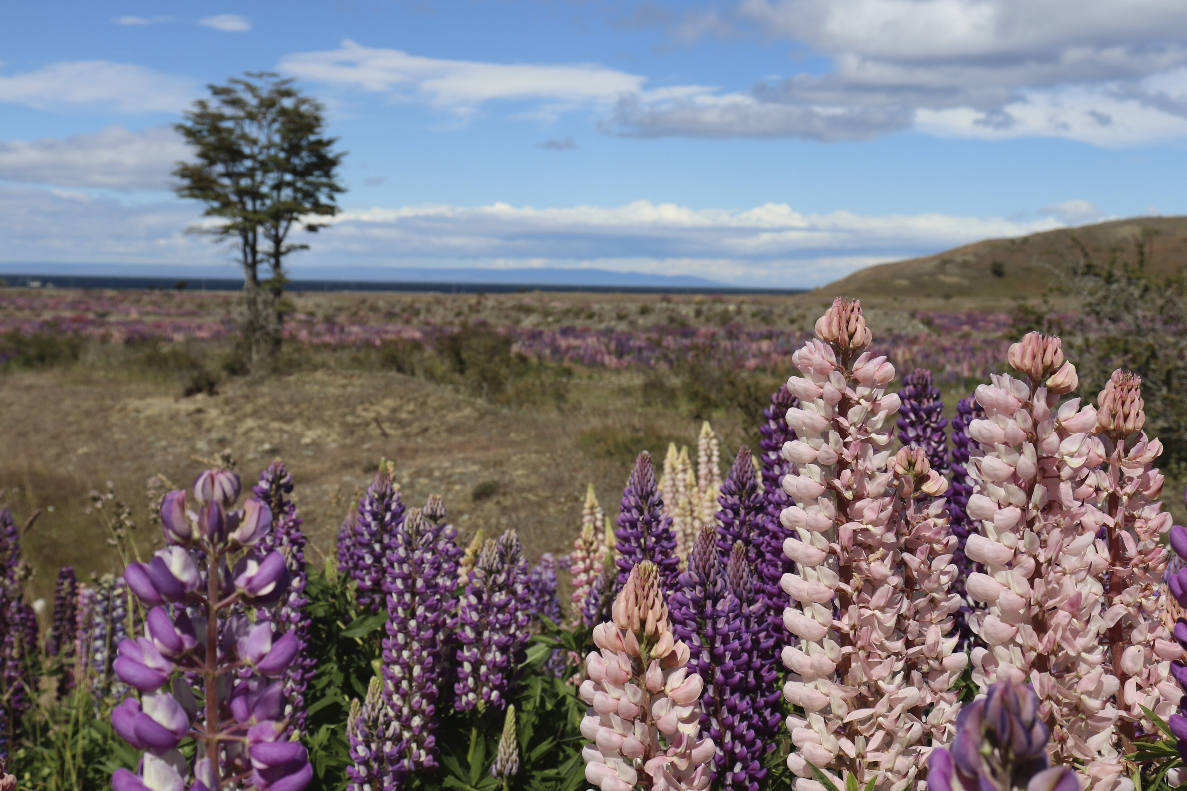 Patagonien