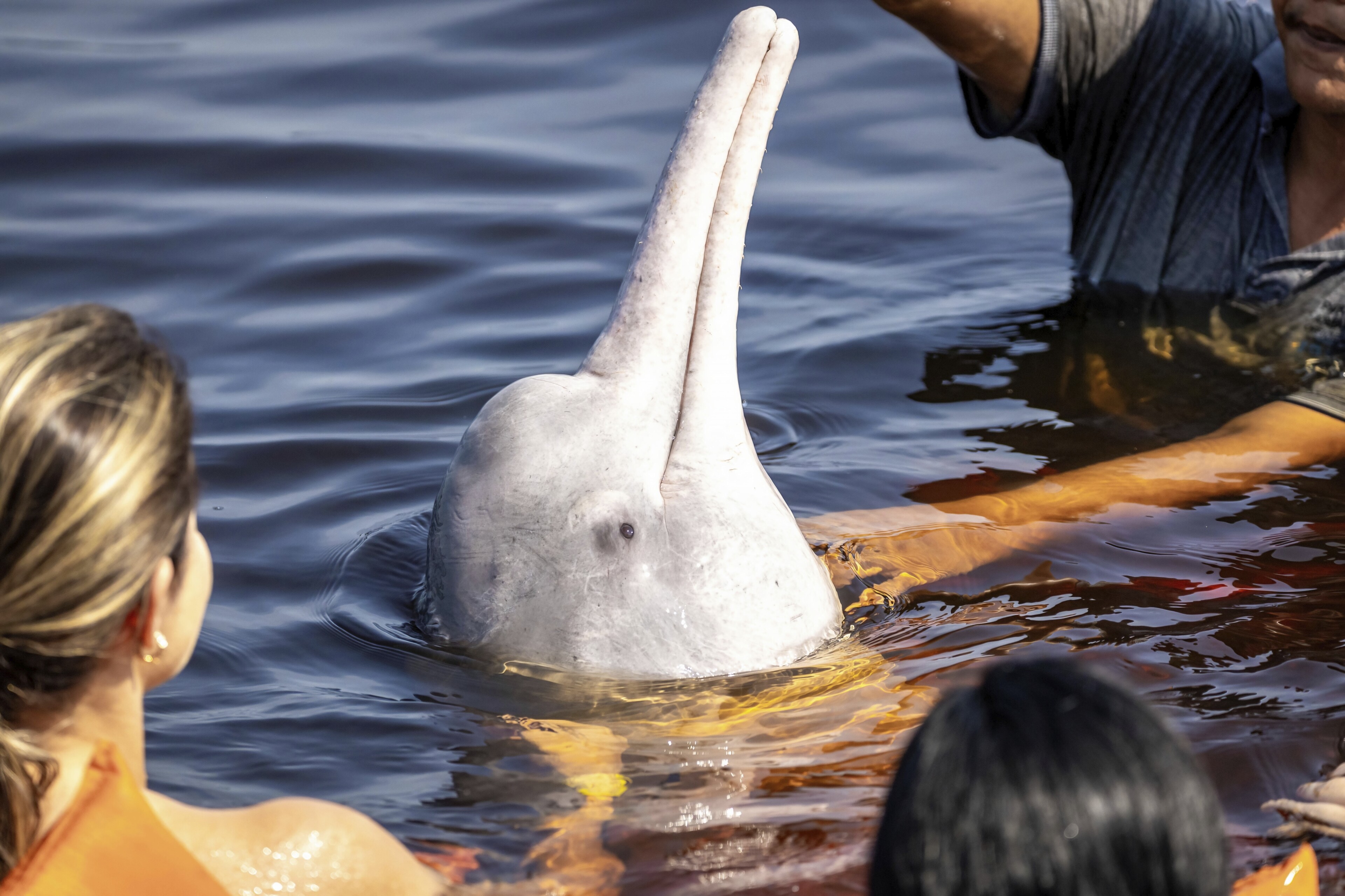 shutterstock 2368885267 brasilien manaus tiere delfine amazonasjpg 3736694