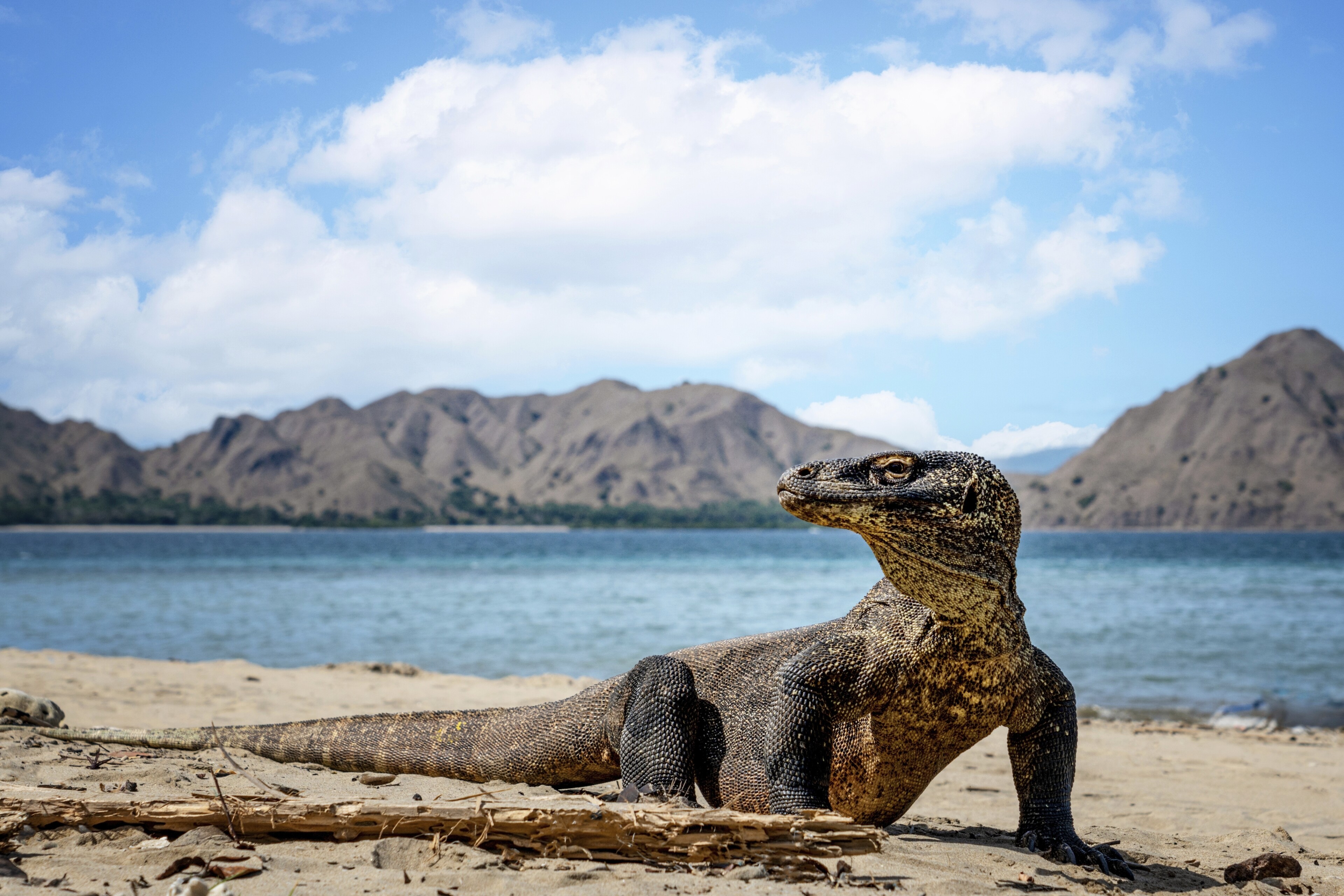 shutterstock 2372665339 indonesien komodo tiere waran meer strandjpg 3745644