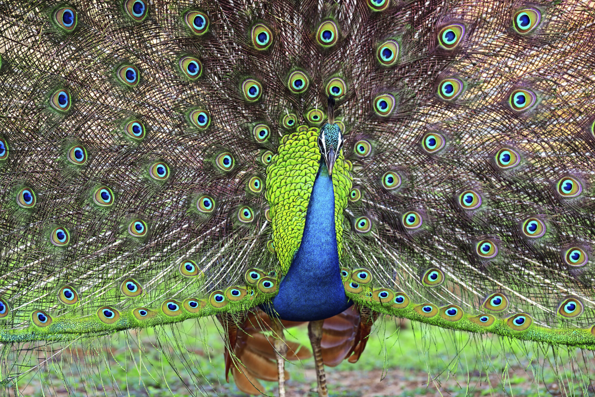 Kaudulla Nationalpark in Trincomalee, Sri Lanka