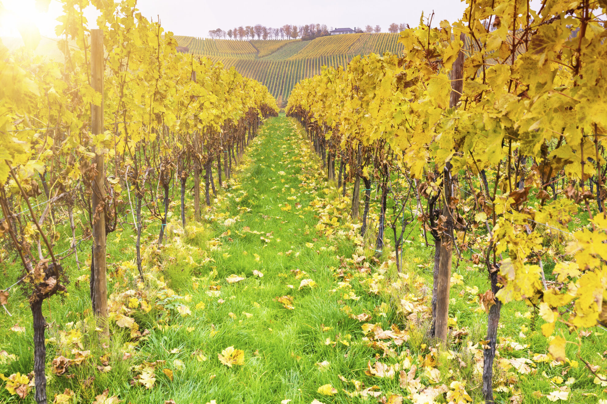 shutterstock 334329944 luxemburg remich weinanbaujpg 3651519