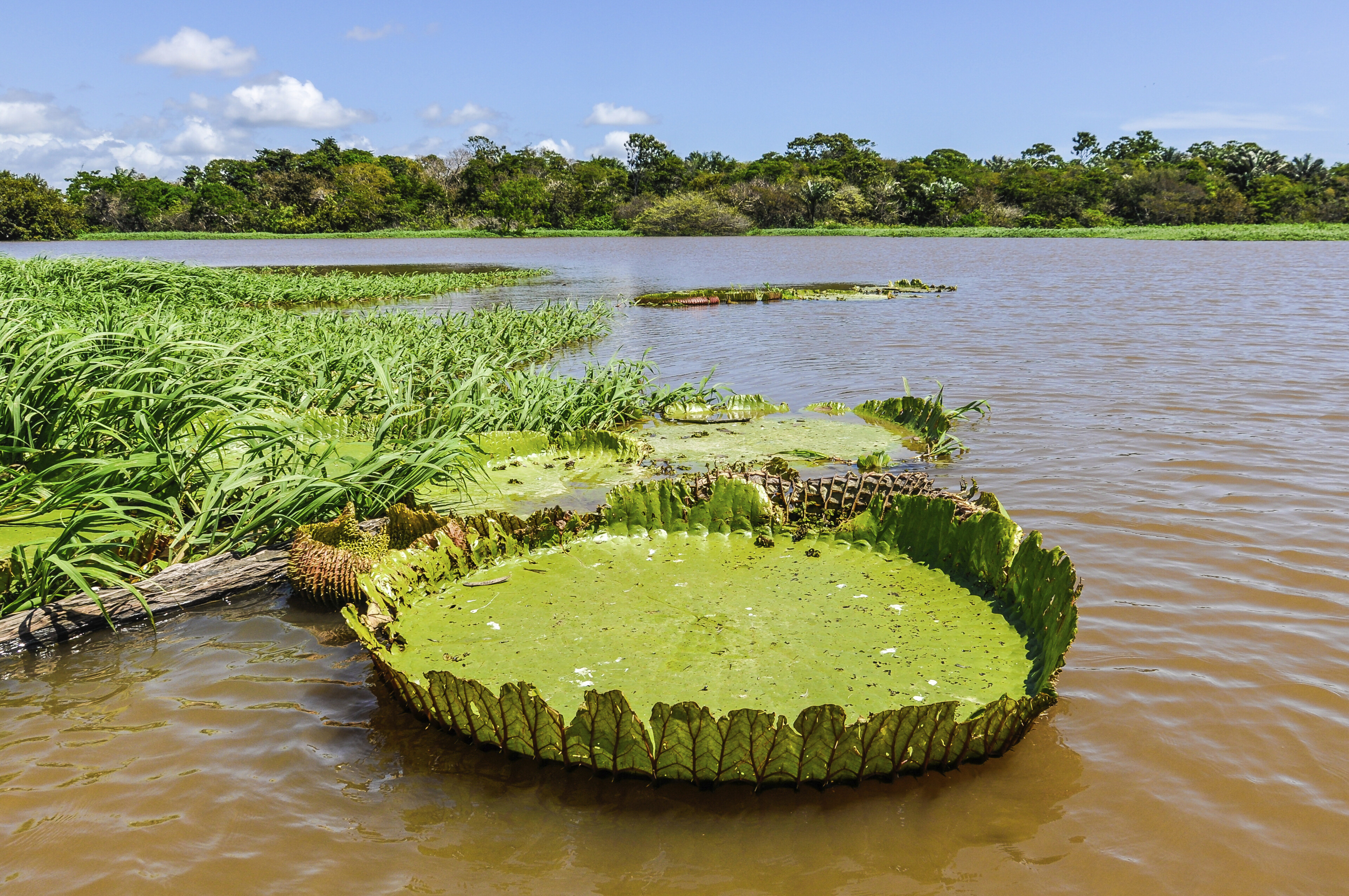 shutterstock 341892569 brasilien santaremjpg 3648790