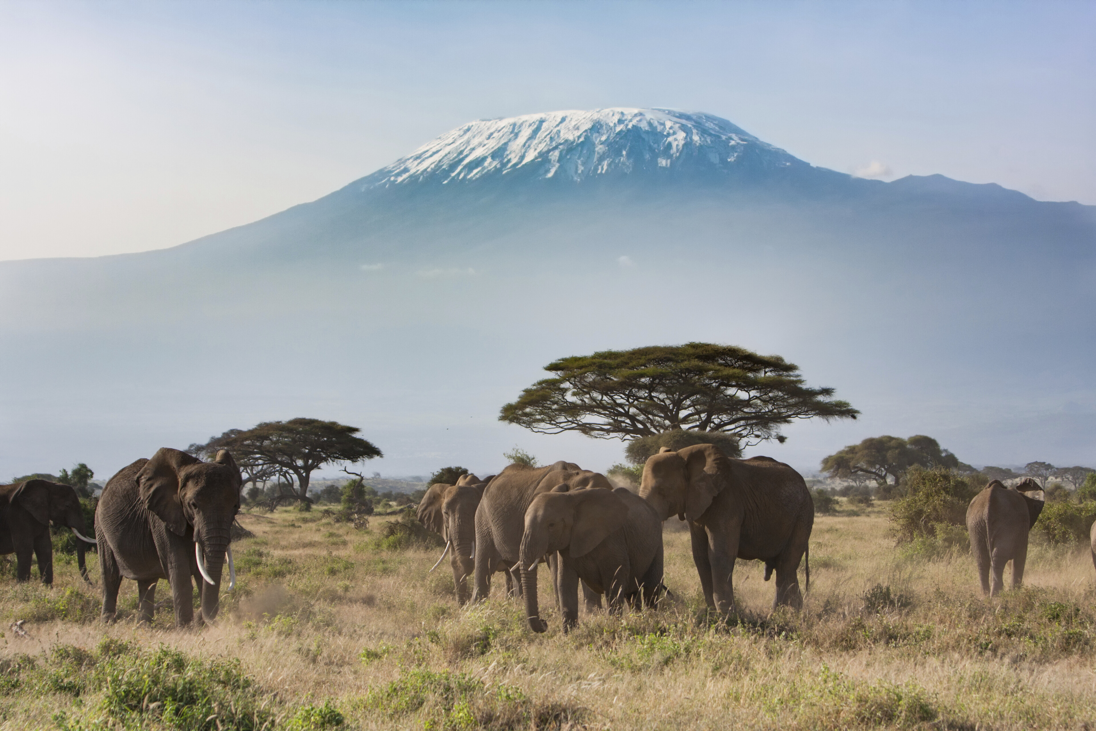 shutterstock 363076172 kenia mombasa amboseli nationalpark kilimanjaro elefantenjpg 3631664