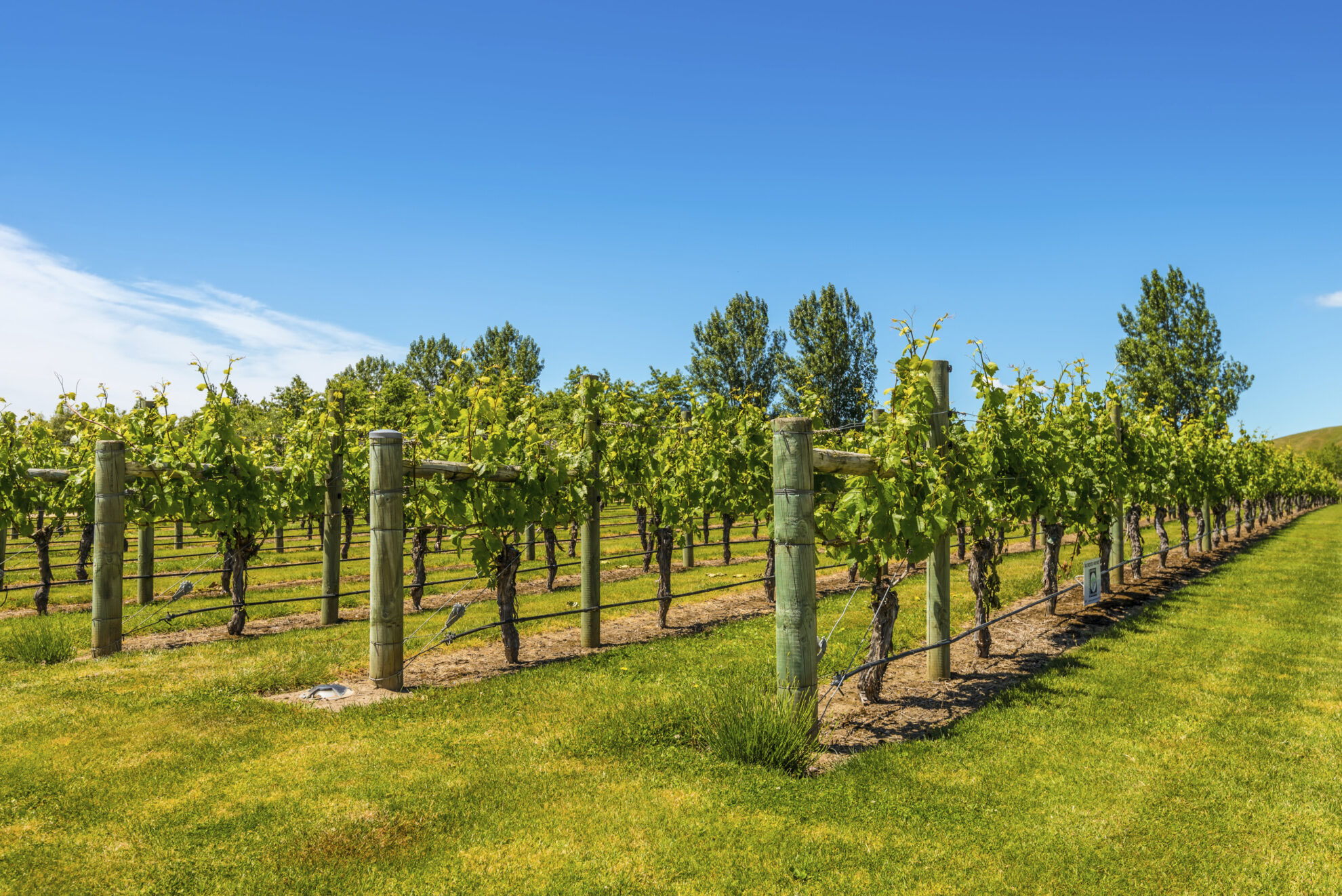 Napier, Weinprobe
