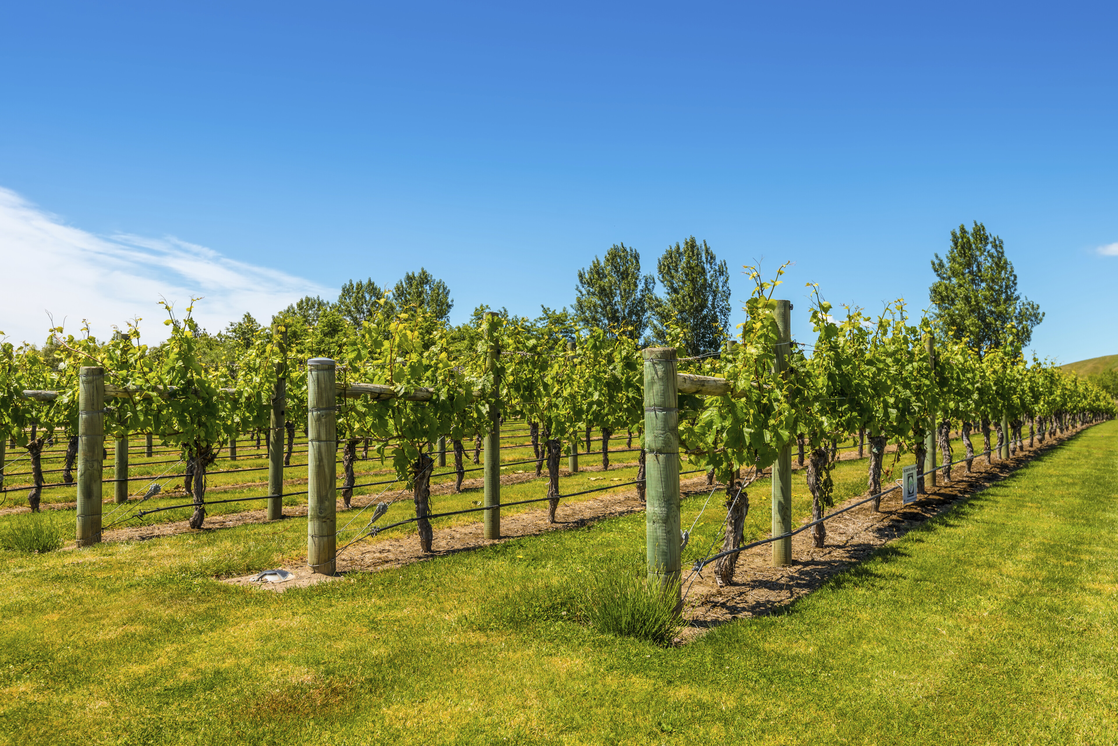 Napier, Weinprobe