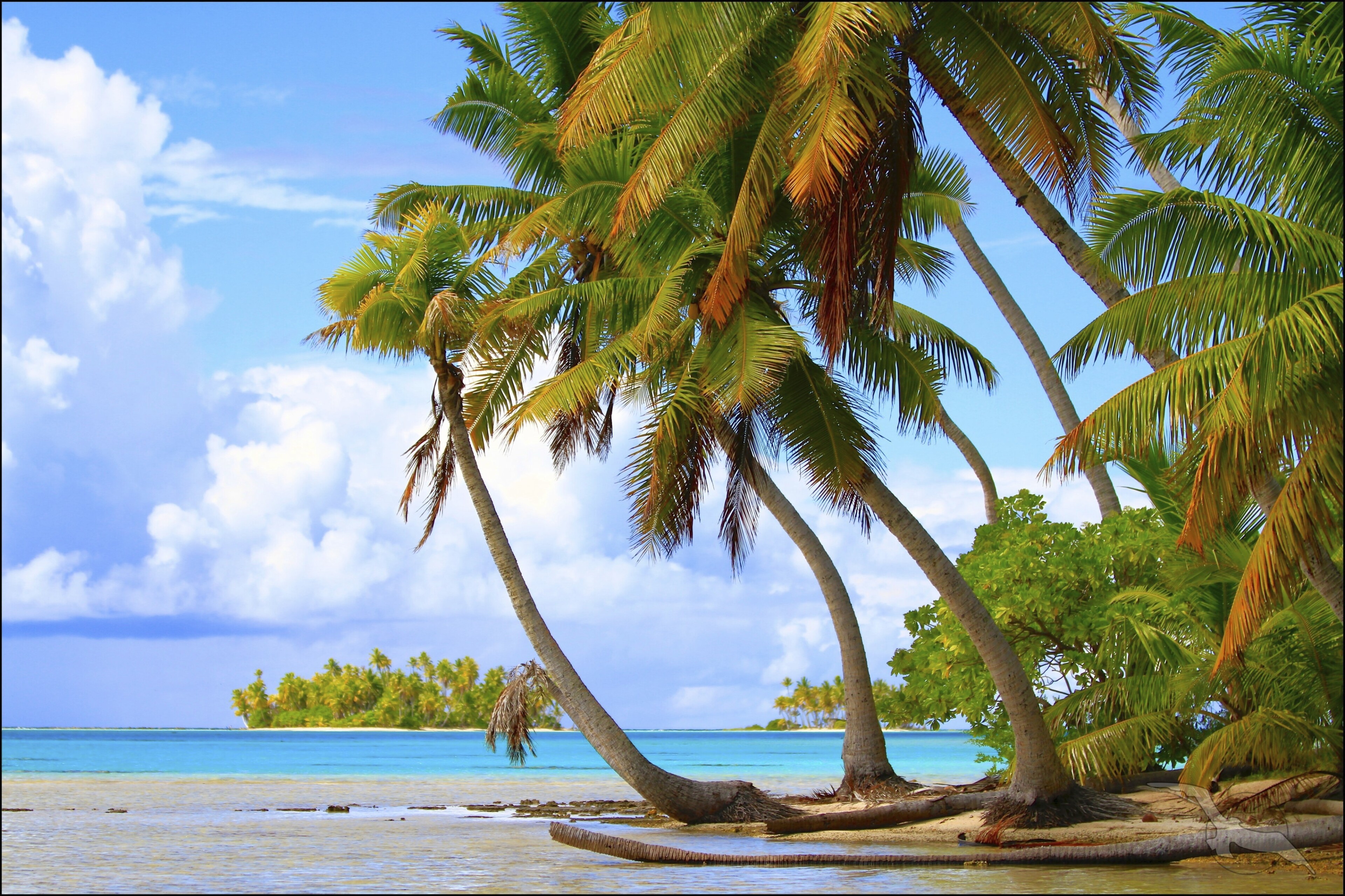 shutterstock 451982059 franzsisch polynesien tuamotu rangiroa palme strandjpg 3656945